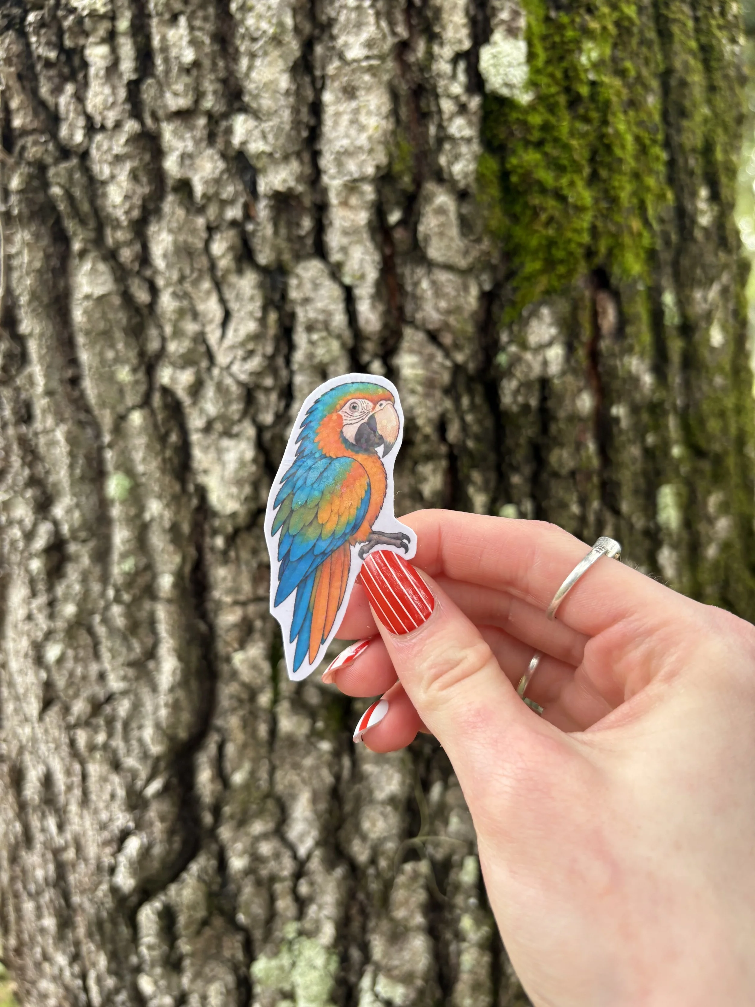 Harlequin Macaw Sticker