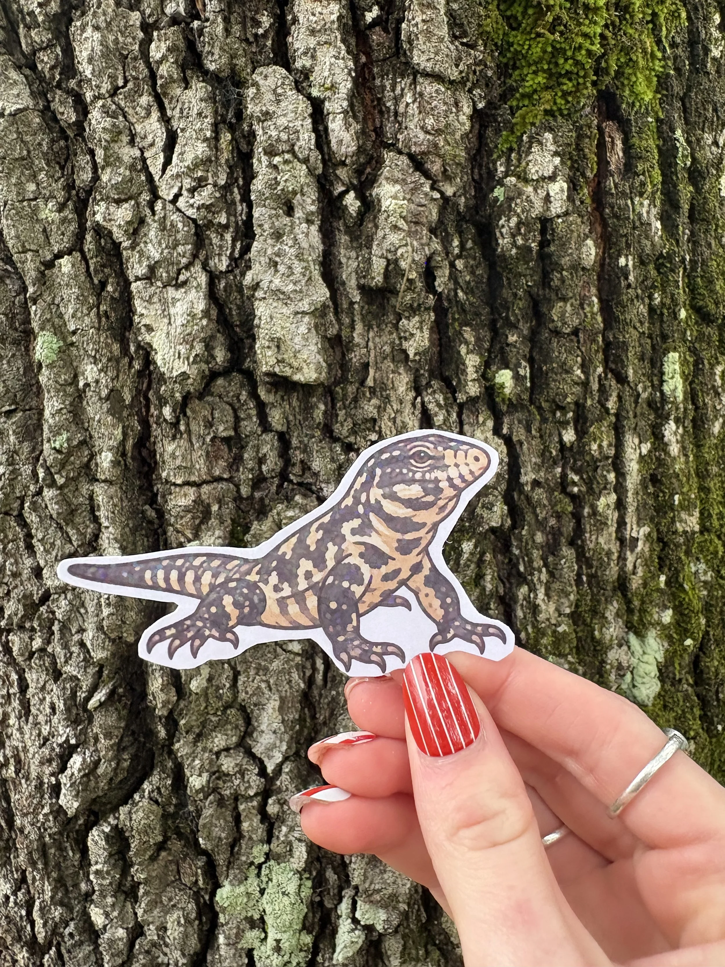 Argentine Black and White Tegu