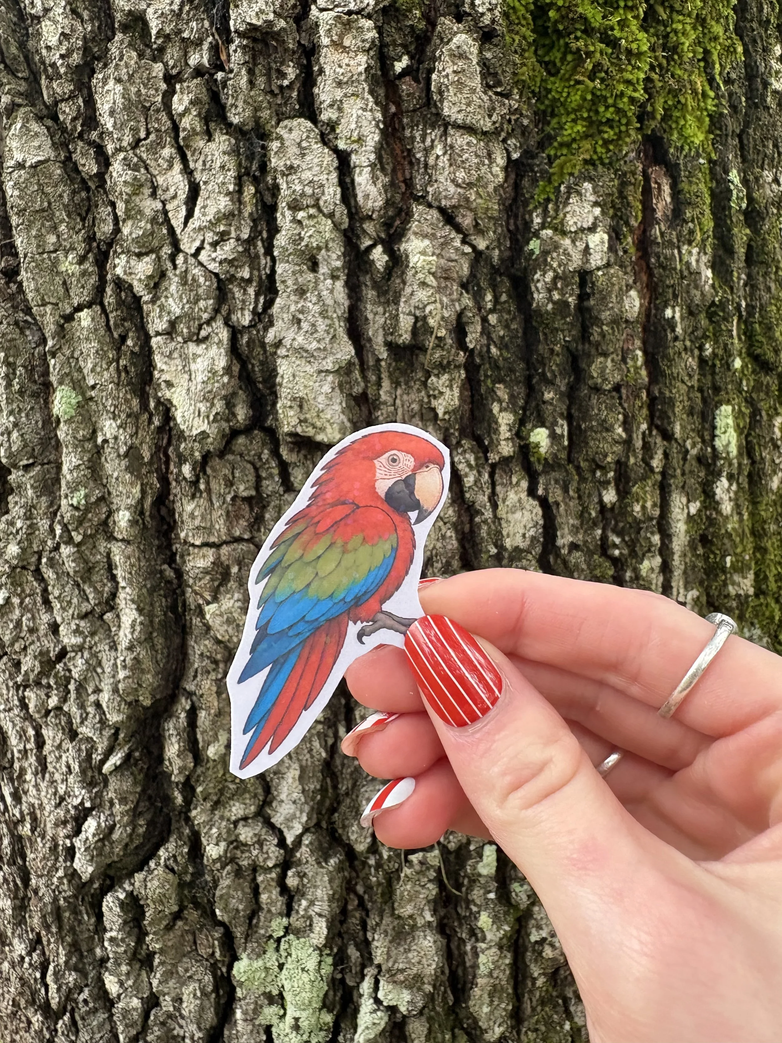 Green Wing Macaw Sticker