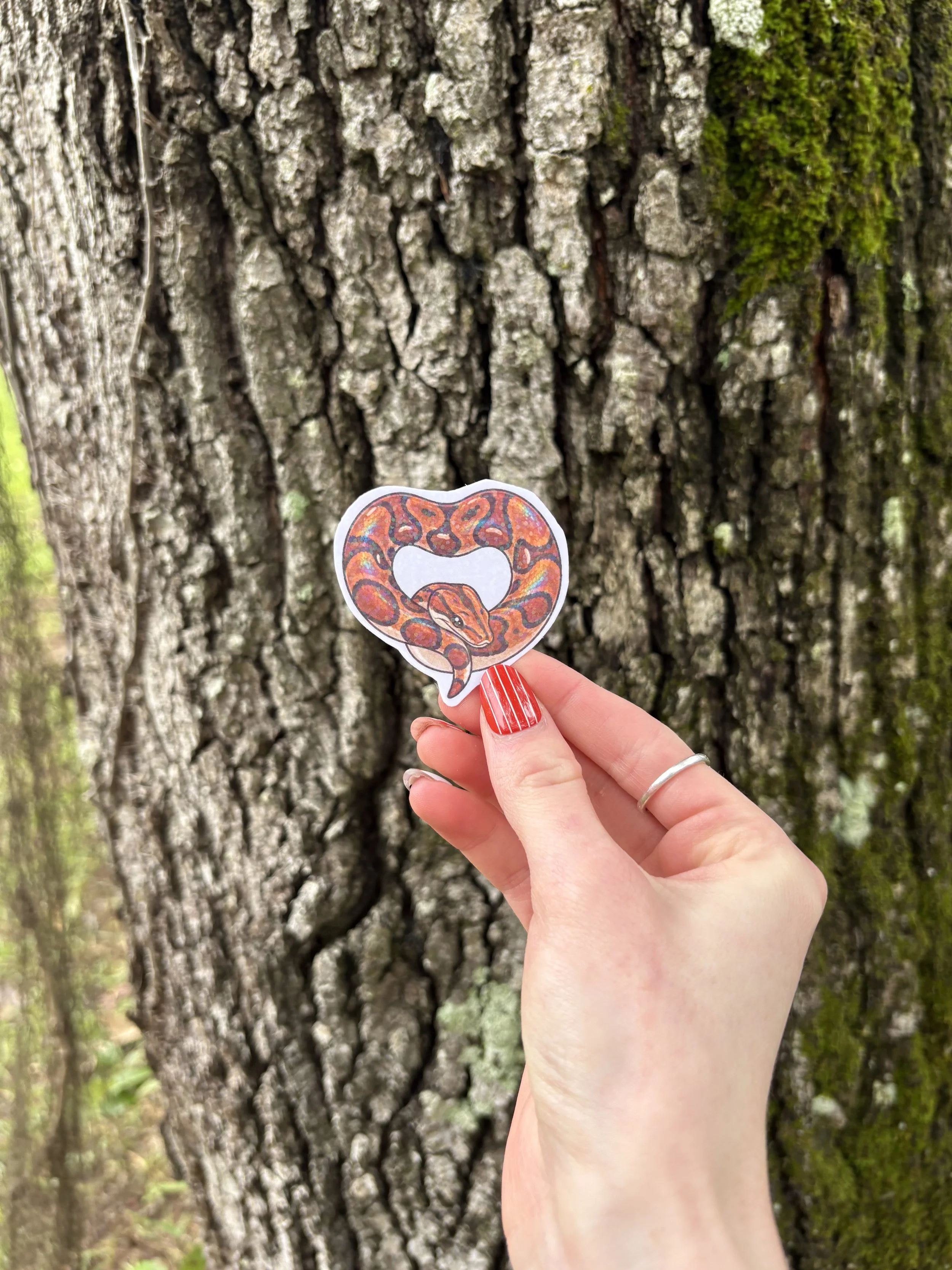 Rainbow Boa Heart Sticker