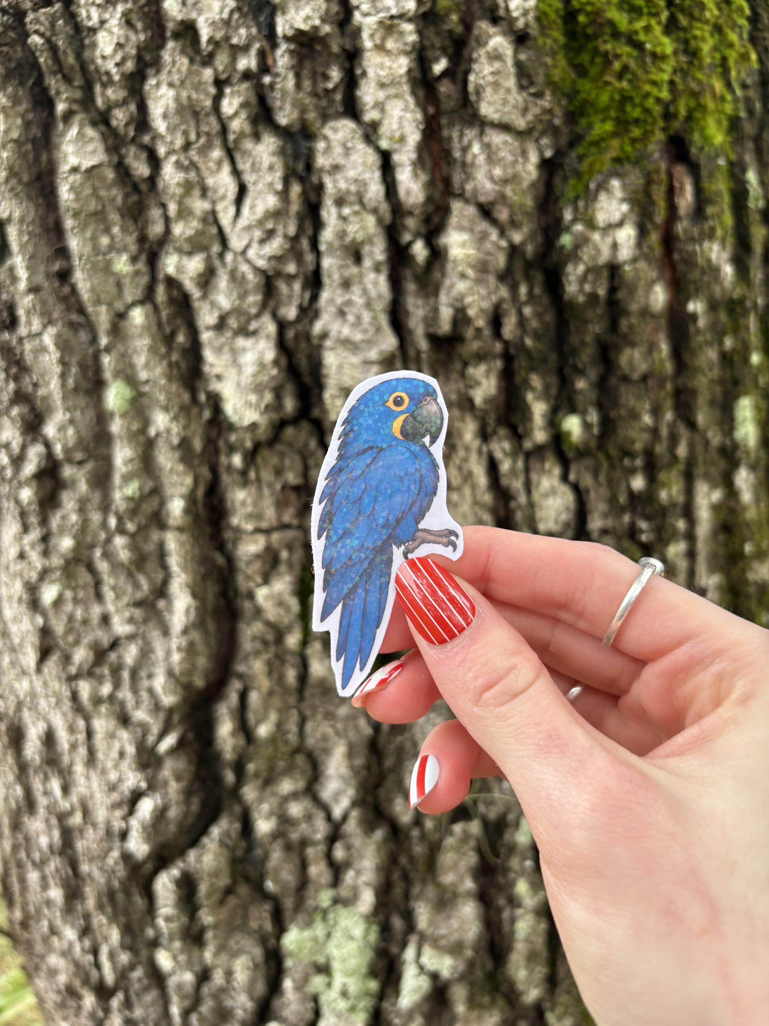Hyacinth Macaw Sticker