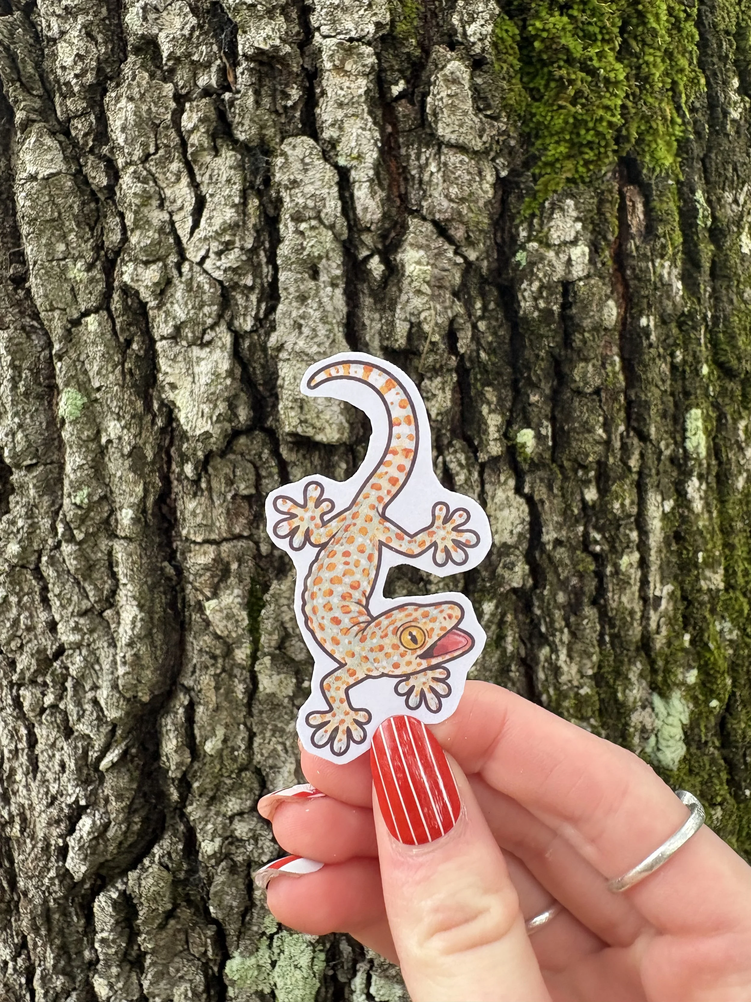 Tokay Gecko Sticker