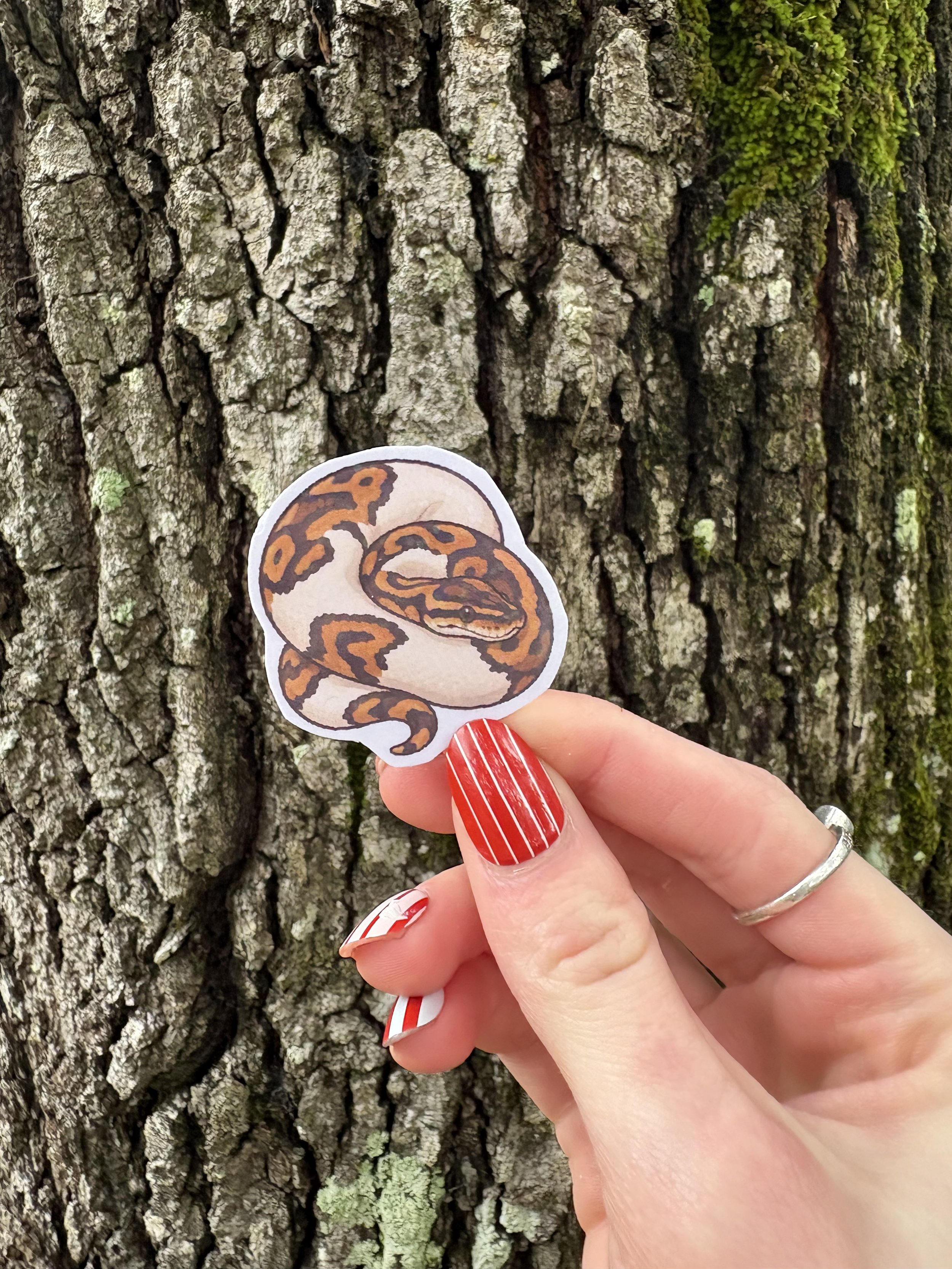 Pied Ball Python Sticker