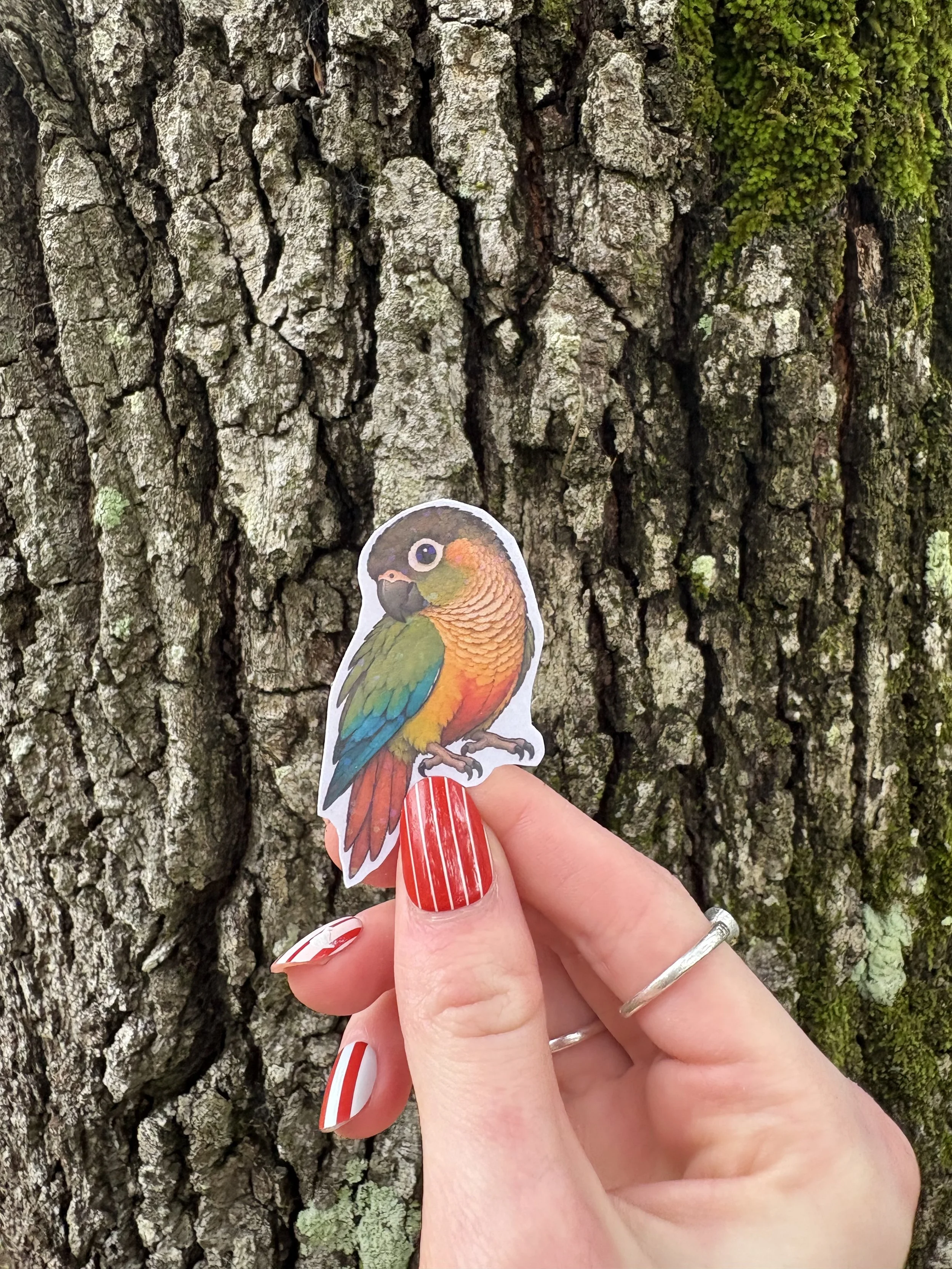 Green Cheek Conure Sticker