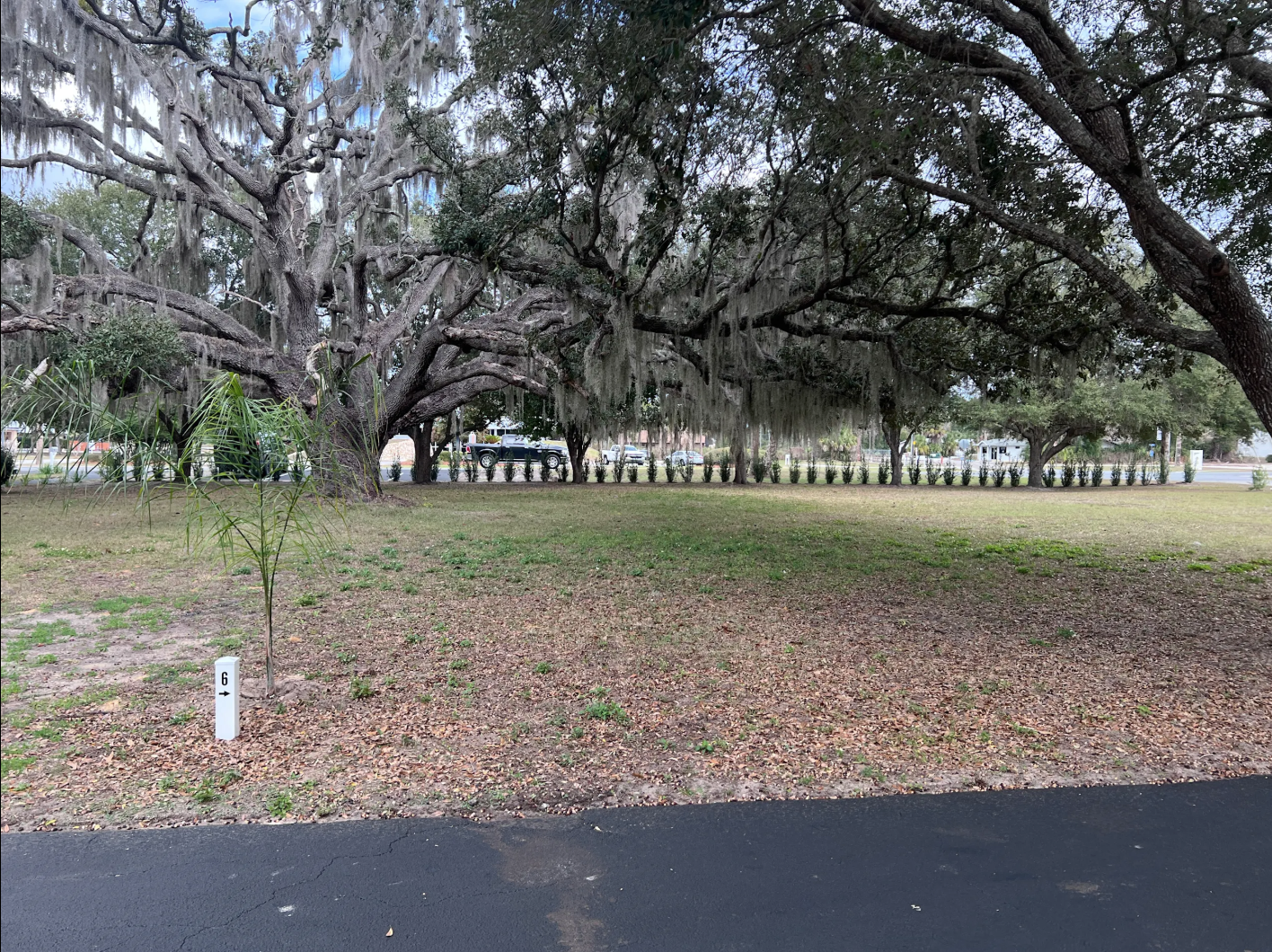 Large, old oak tree canopy over grassy campsite area.