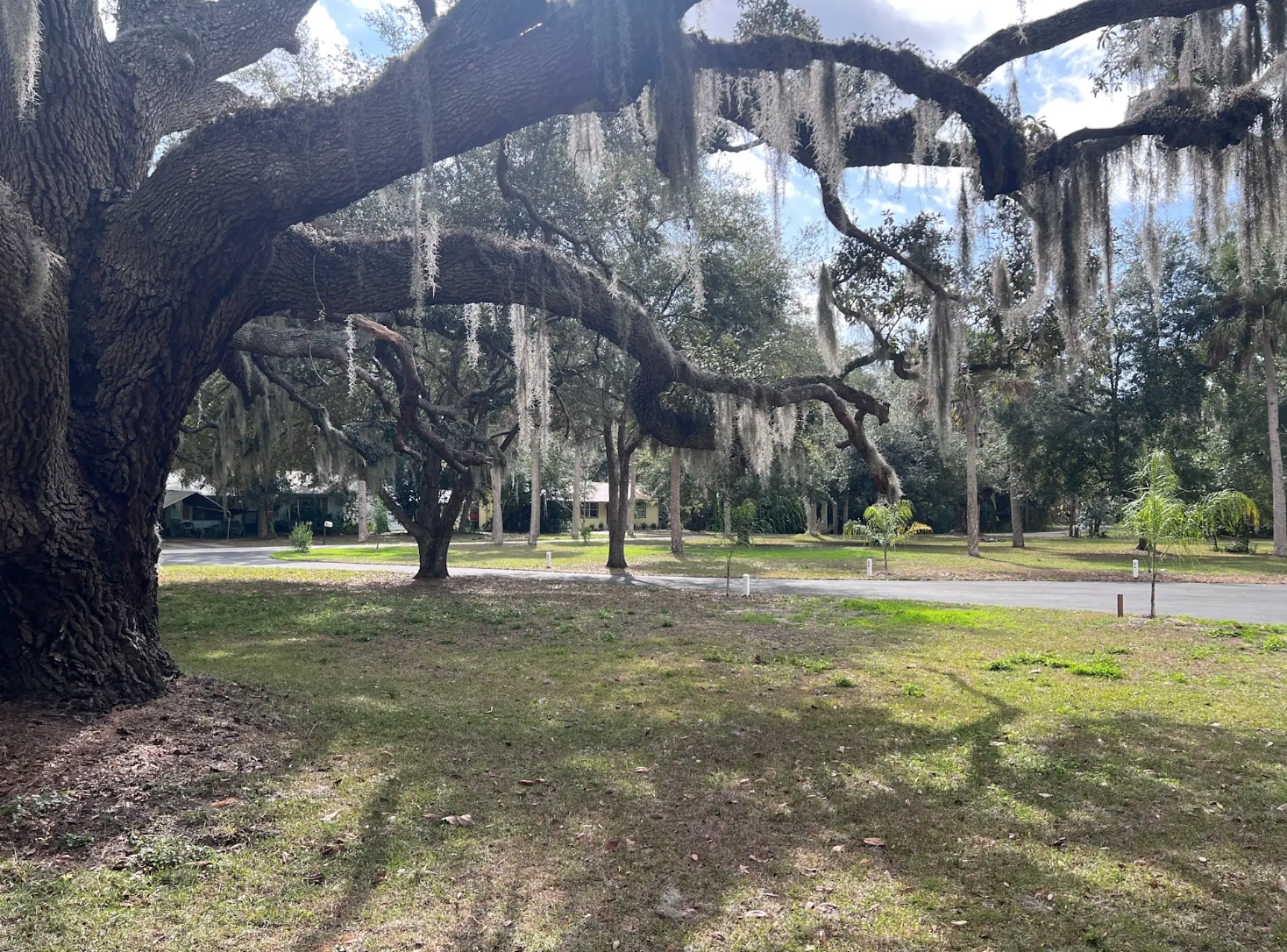 Sundown Republic campsite 6. Grassy area under large oak tree canopy.