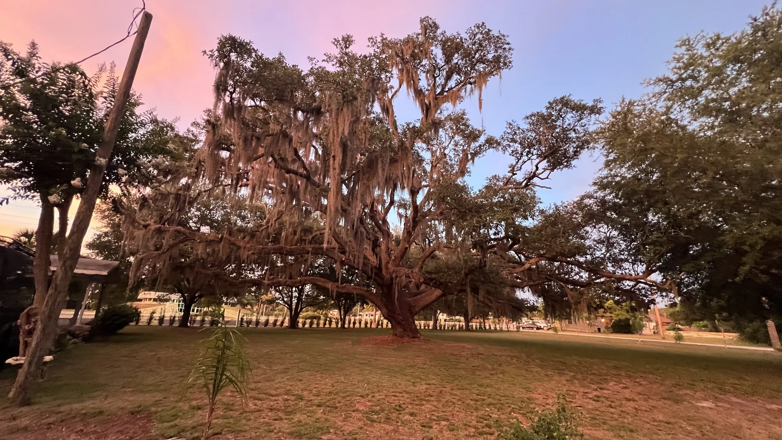Large, old oak tree canopy with pink and blue sunset sky