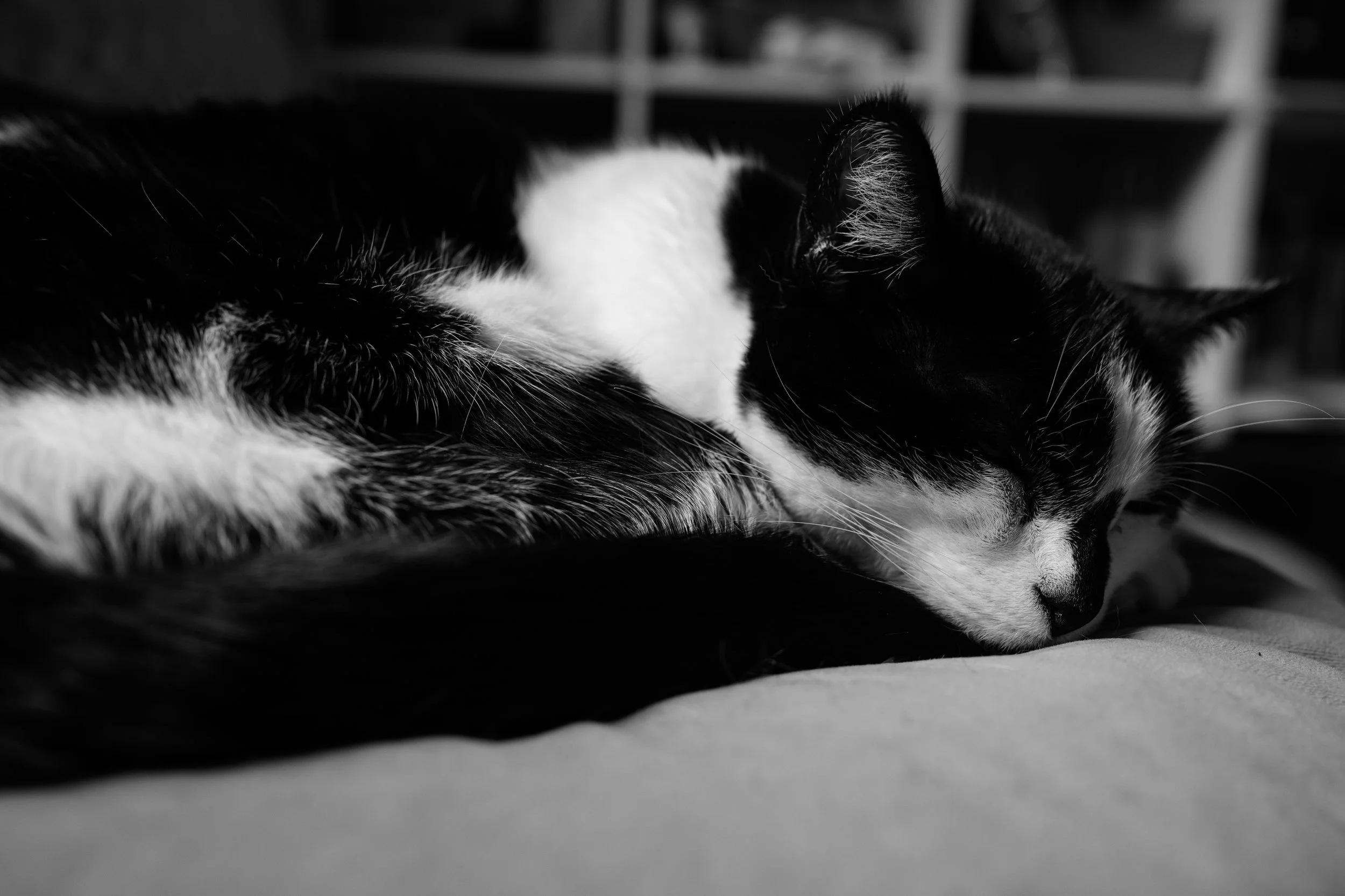 A black and white photo of a cat peacefully sleeping, lying on a soft surface, with a blurred background.