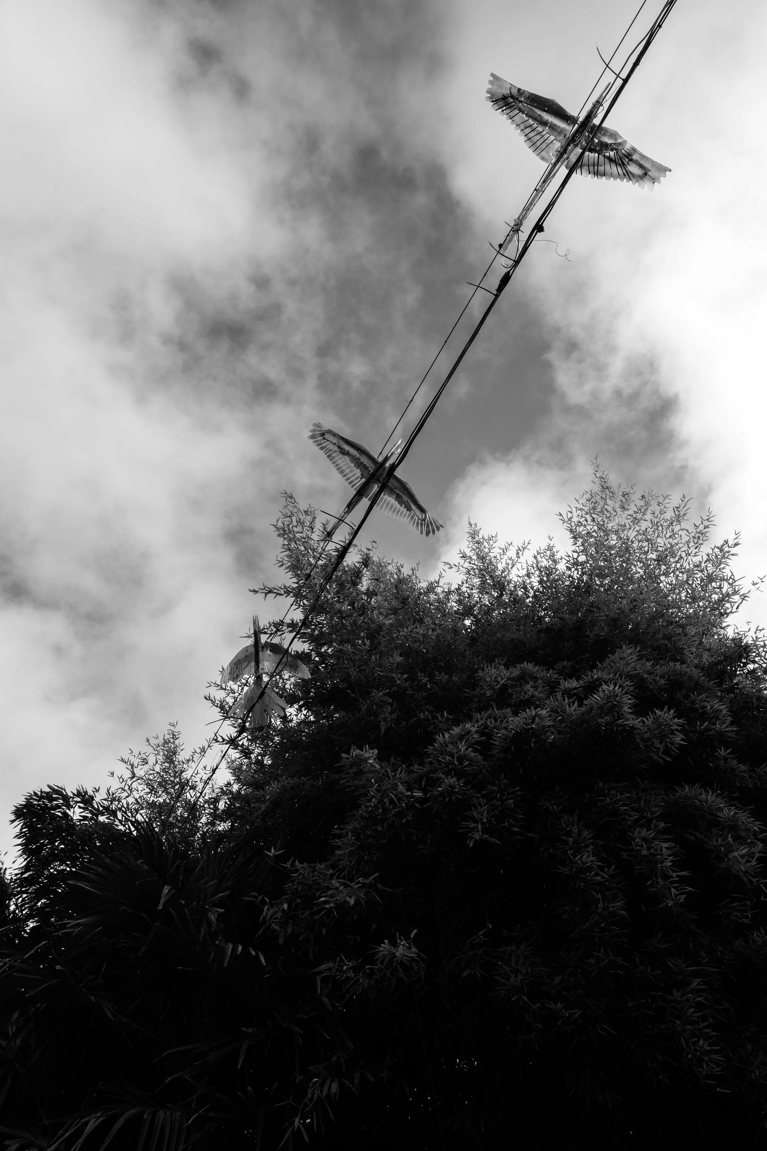 Black and white photo of two birds perched on a wire above dense tree foliage, with a cloudy sky in the background.