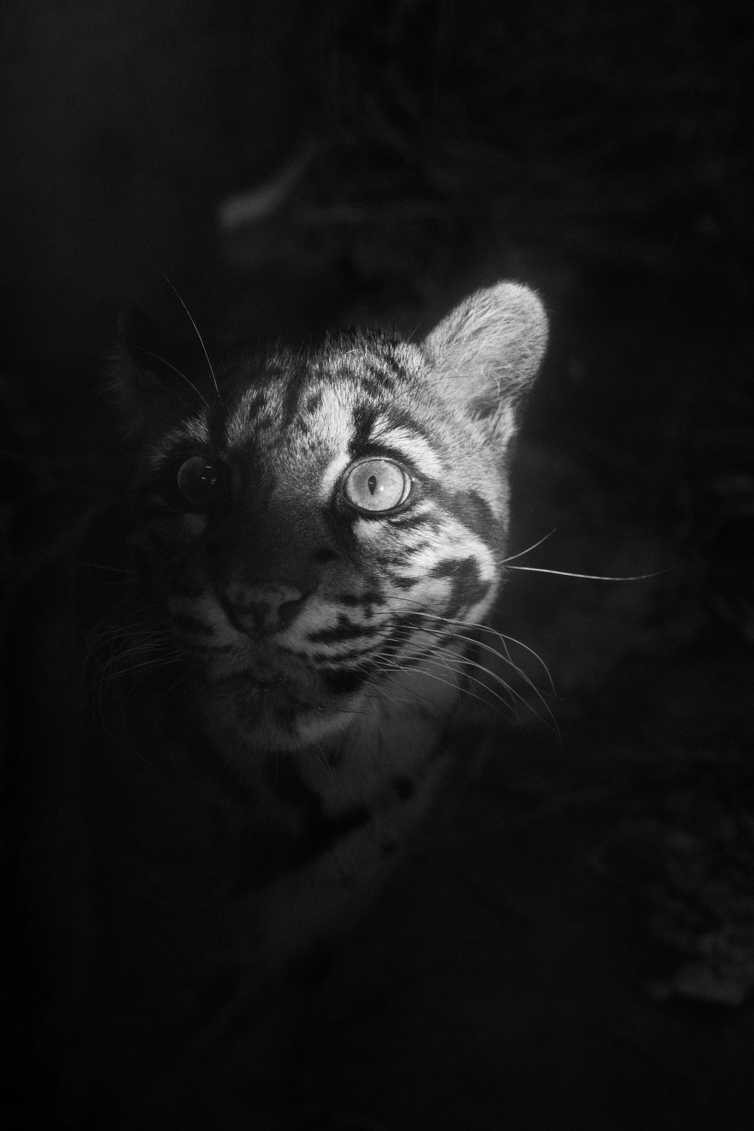 A black and white close-up of a tiger cub with its head tilted slightly, illuminated highlights on face, surrounded by dark background.