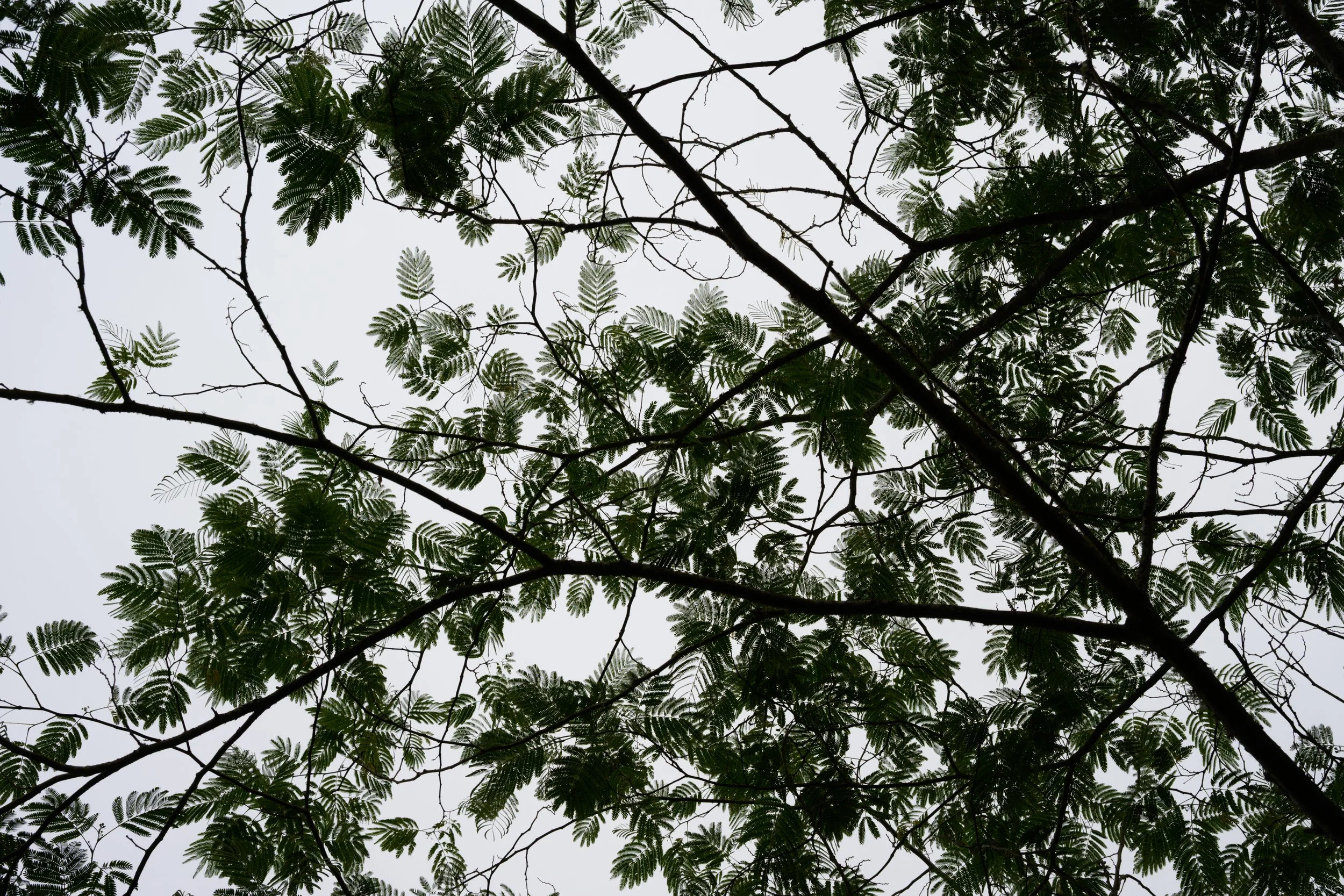 RP6_0980.jpg