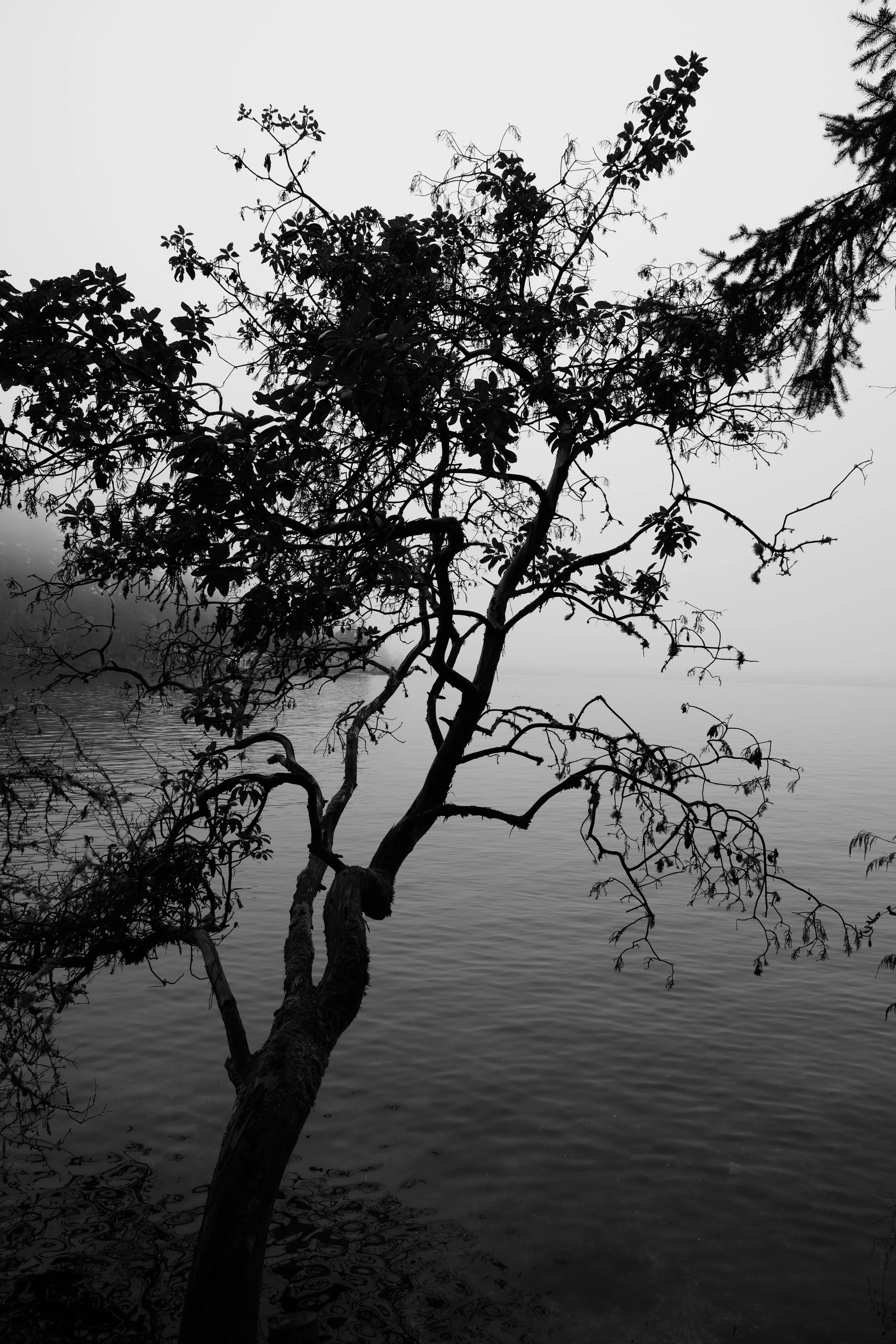 Black and white photo of a tree leaning over water, with a foggy background.