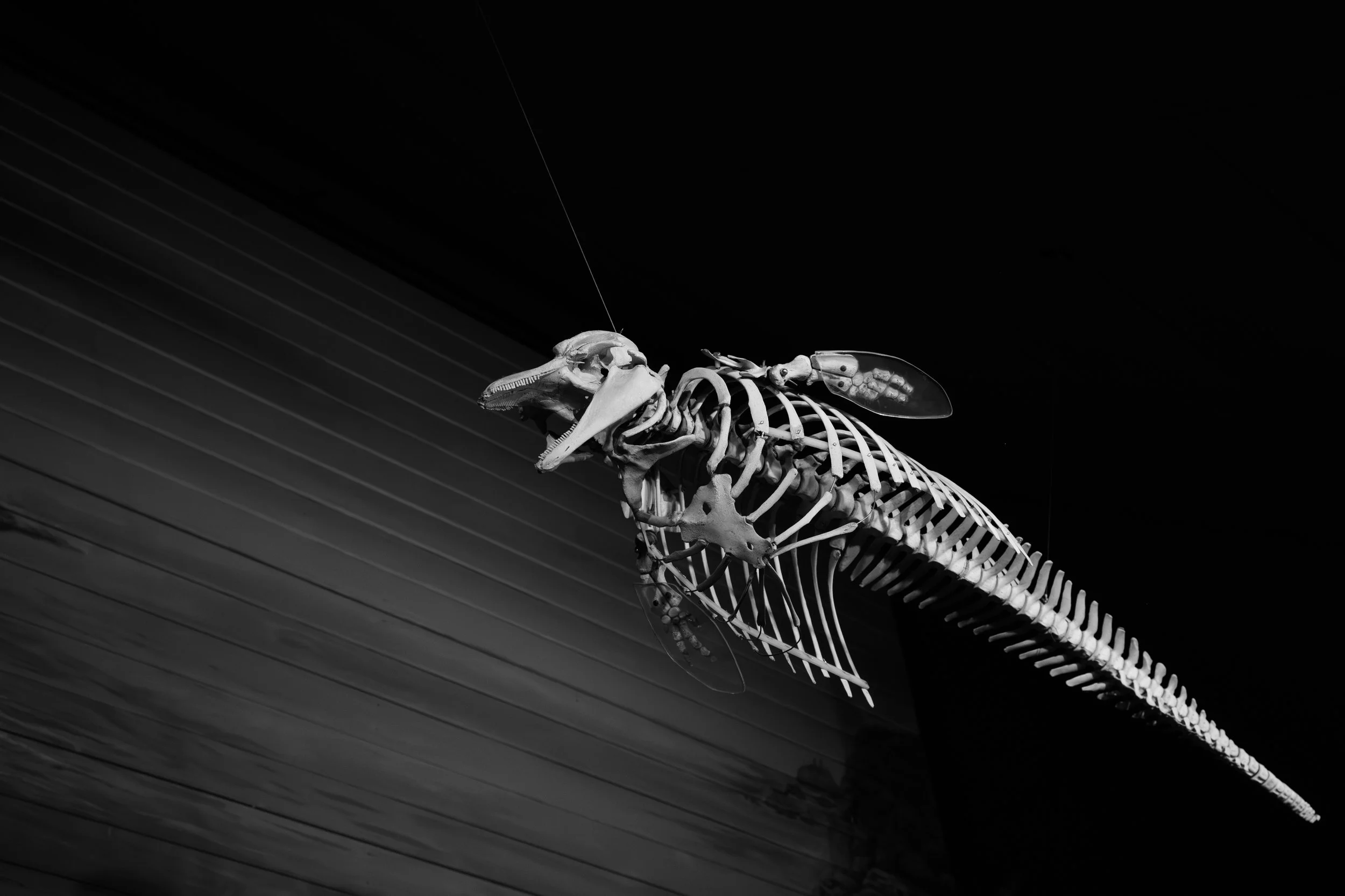 Black and white photo of a fish skeleton with a fly resting on its back, hanging from a thin string against a dark background.