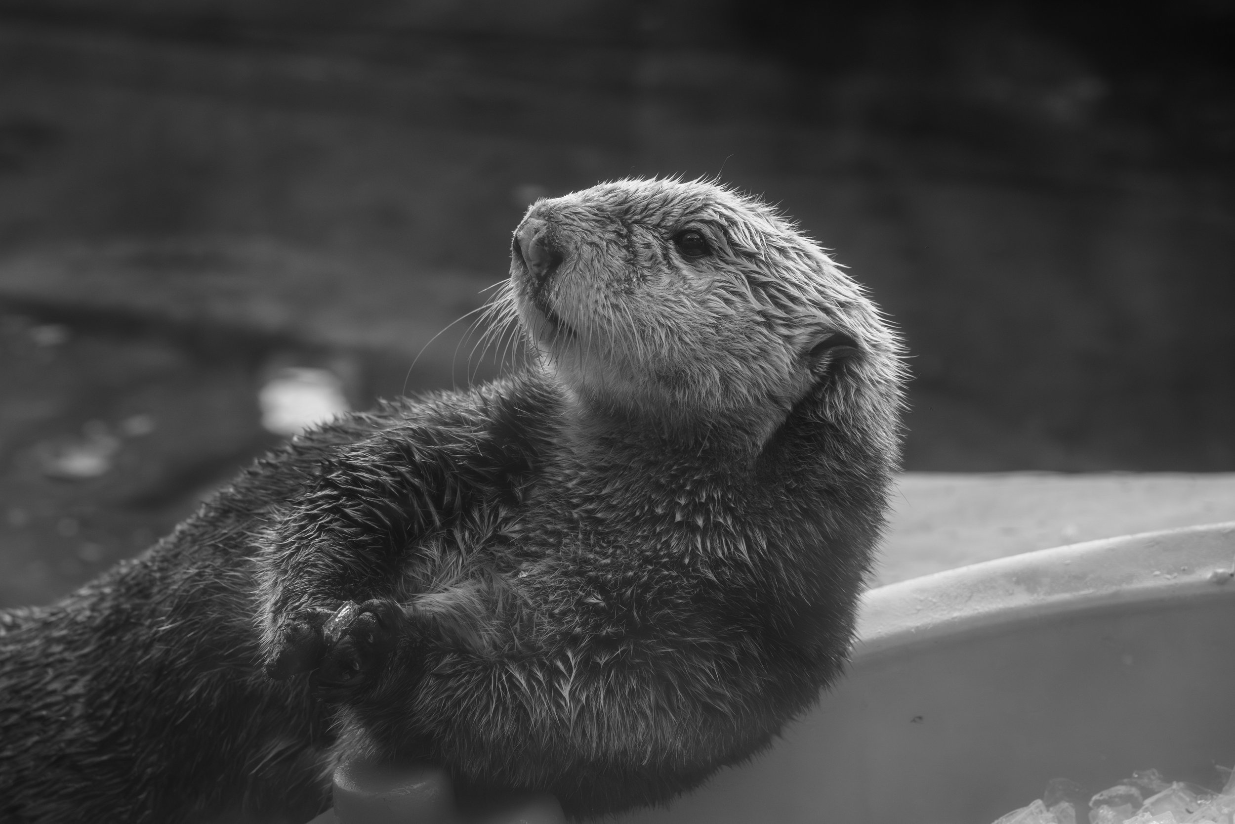 A black and white photo of a relaxed otter lying with one paw crossed over its chest, looking upward, near water.