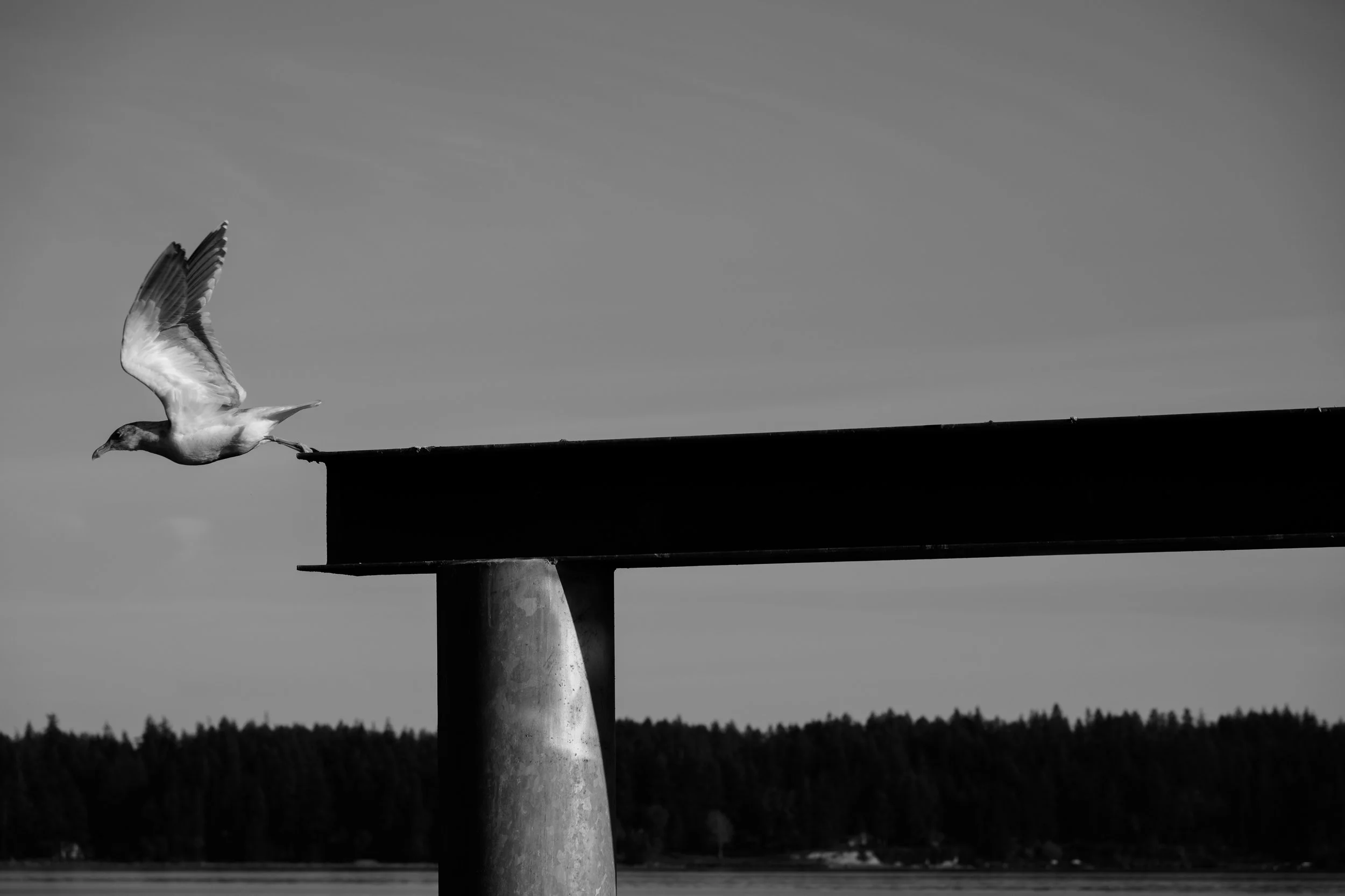 Black and white photo of a seagull perched on a bridge railing, with some of its wings spread, against a sky with faint clouds and a distant treeline.