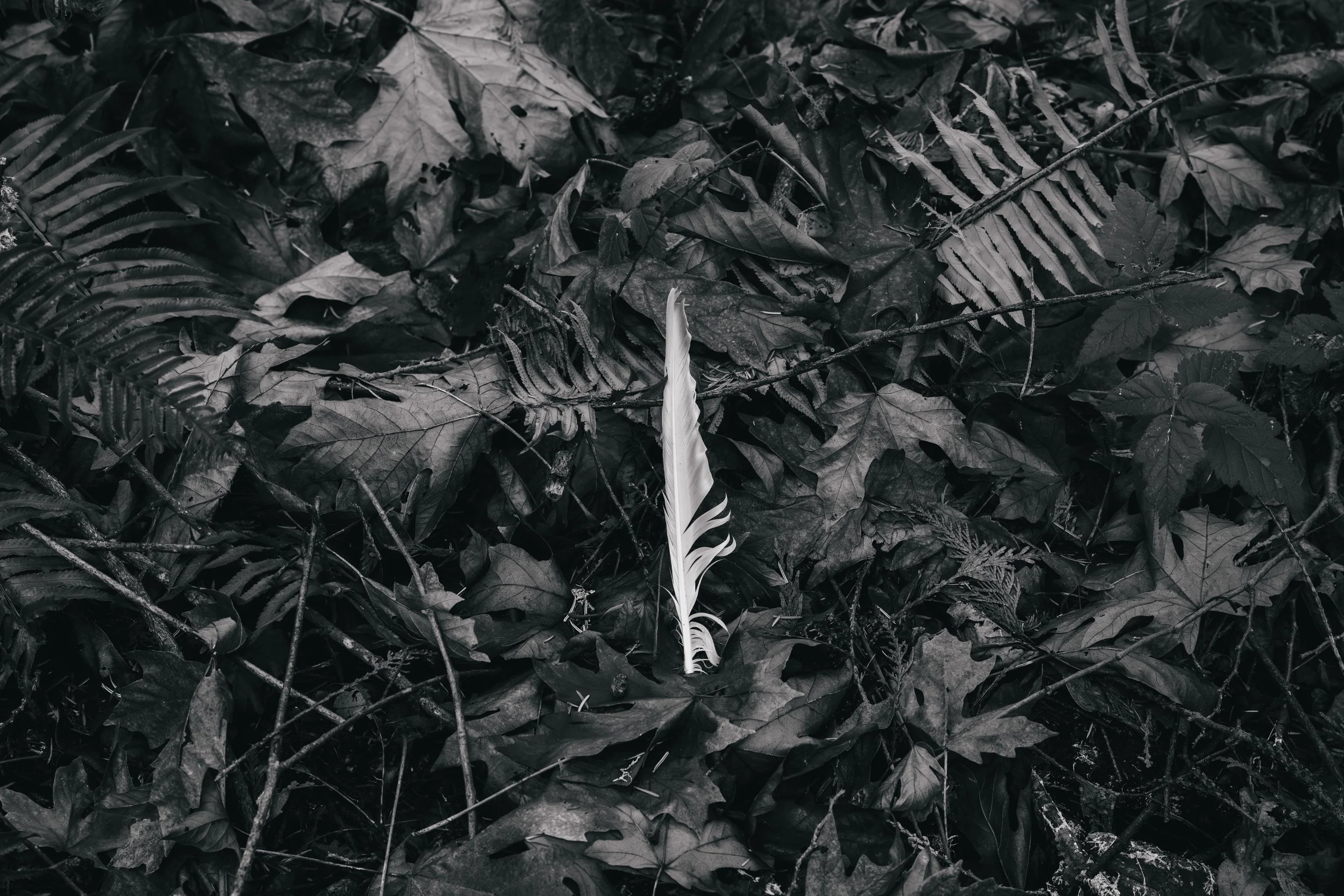 A white feather standing upright amidst dark fallen leaves and forest debris.