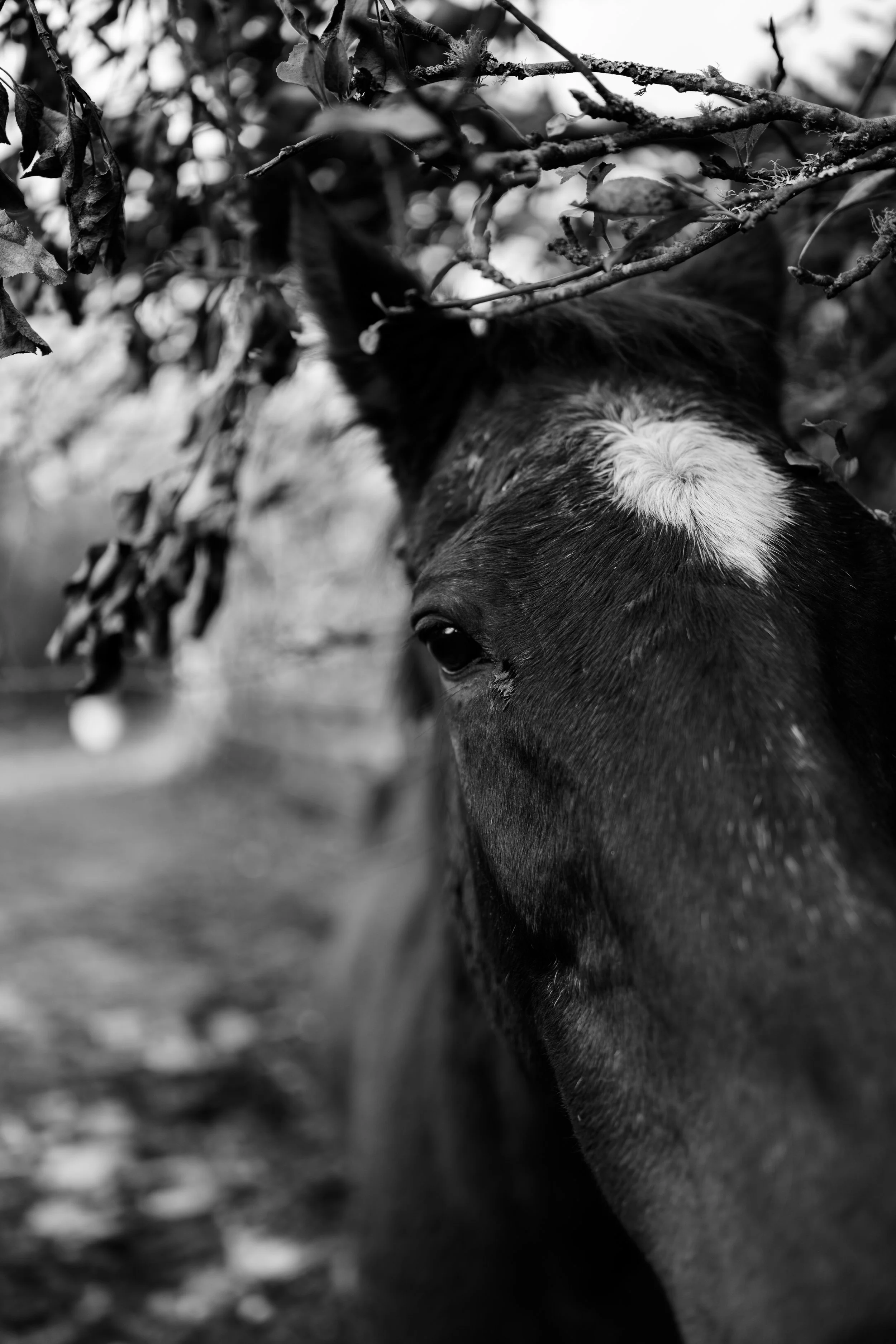 Close-up black and white photo of a horse's face peeking through tree branches and leaves