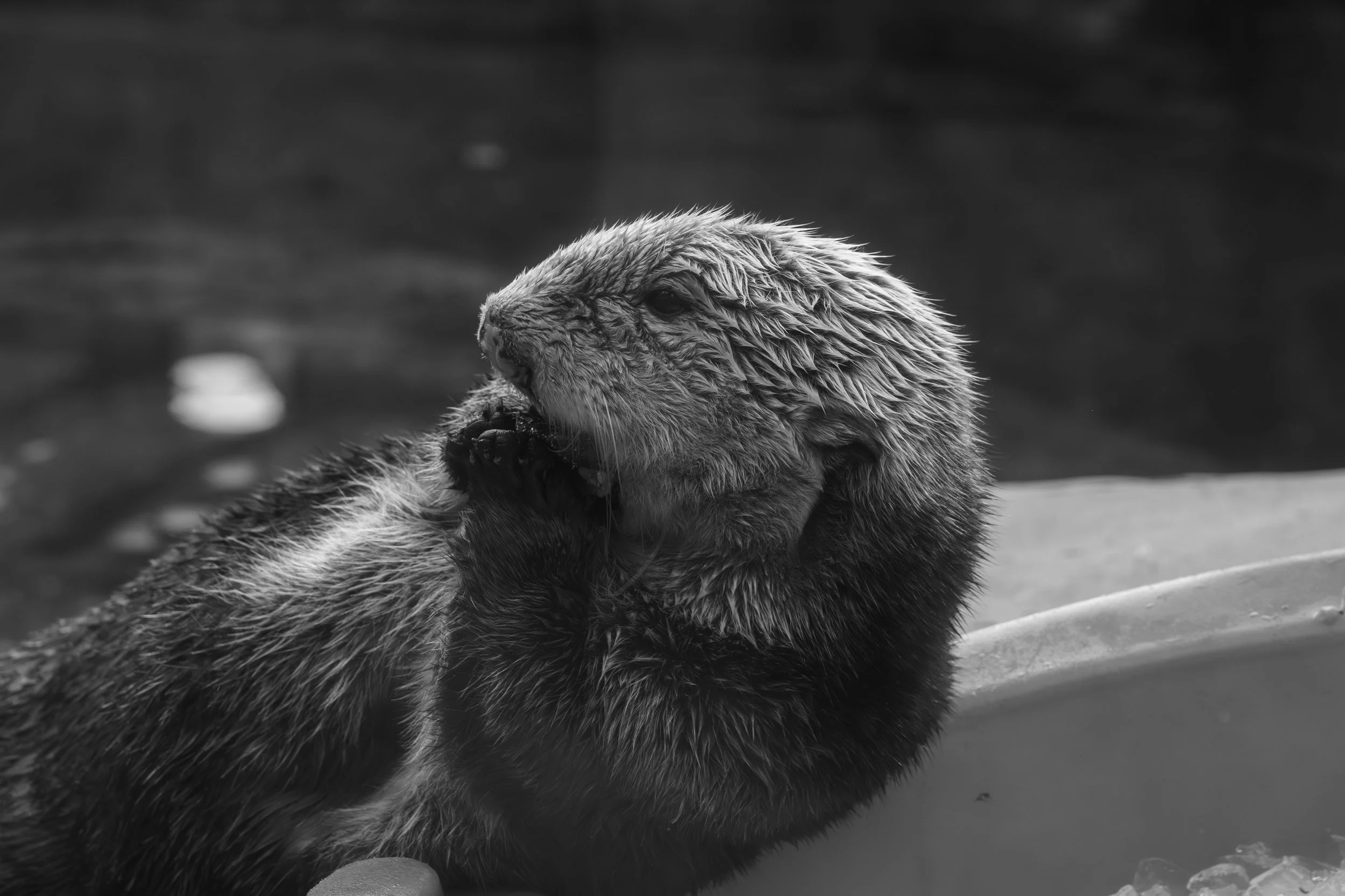 A close-up of a wet otter with its paw touching its face, set against a dark blurred background.