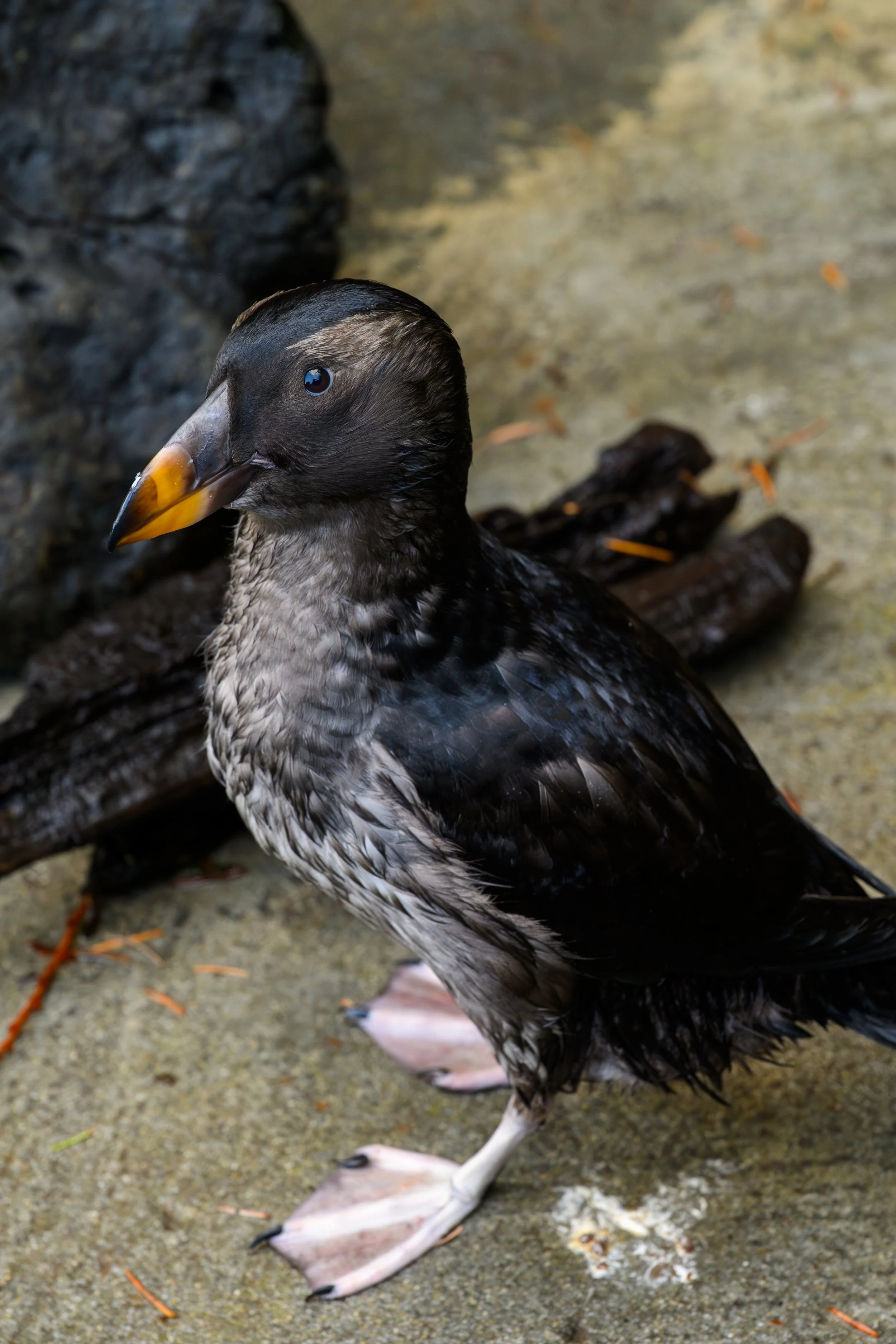 A close-up of a young puffin with black and white feathers, an orange and black bill, and webbed feet on a sandy surface with some small sticks and debris.
