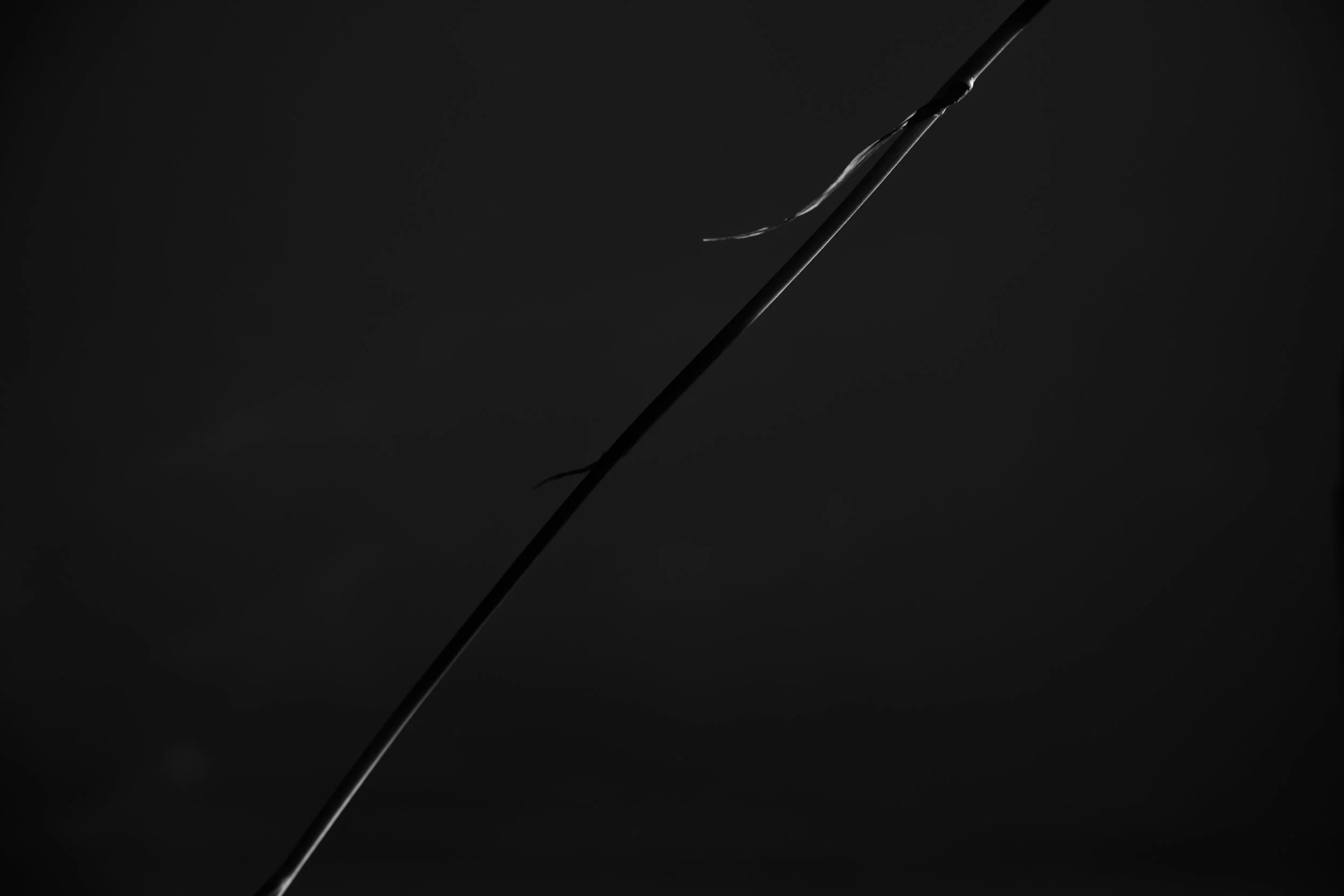 Close-up of a thin, dark, broken plant stem or twig against a black background.