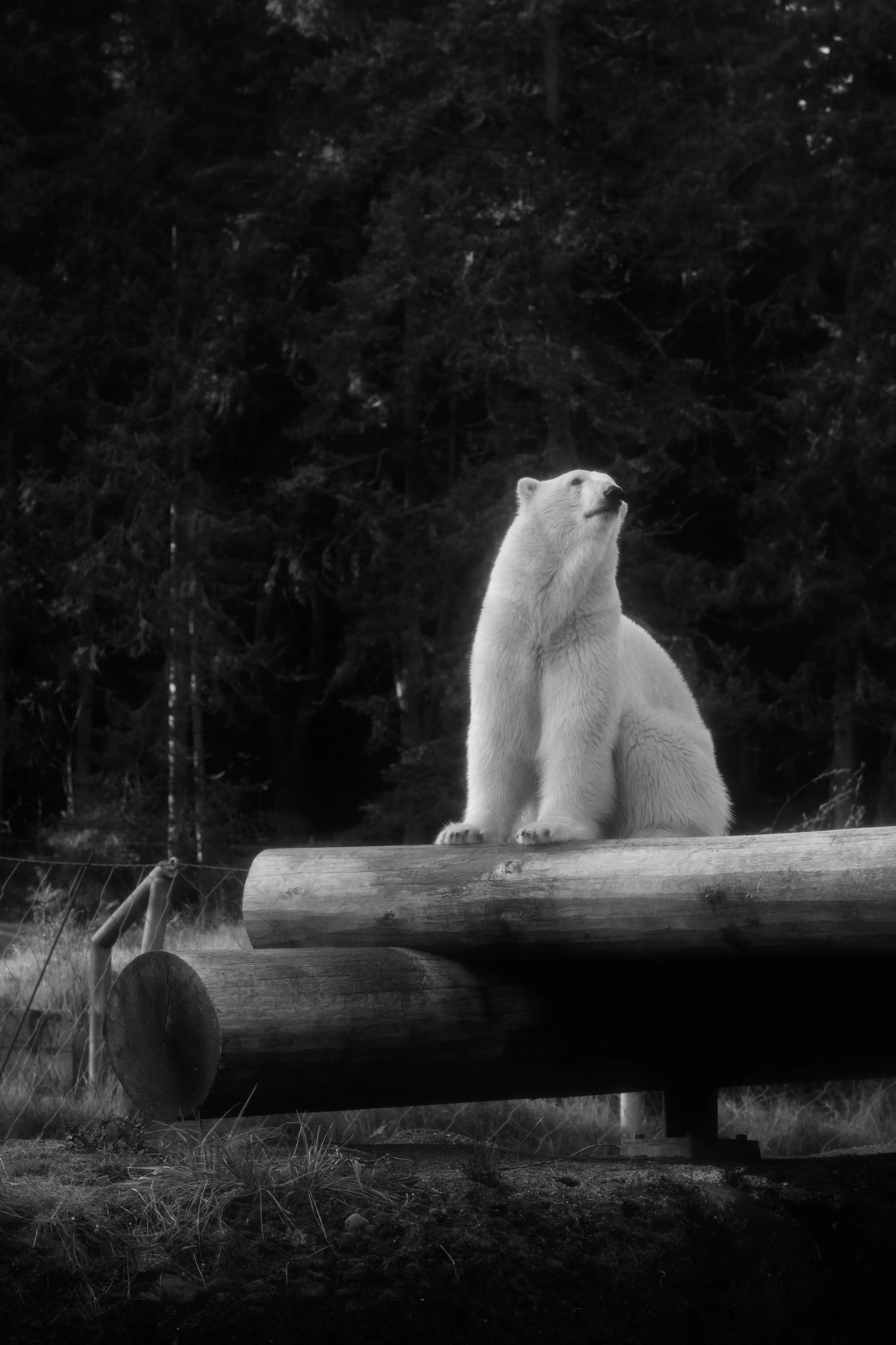 A polar bear sitting on a large log in a forested area, captured in black and white.