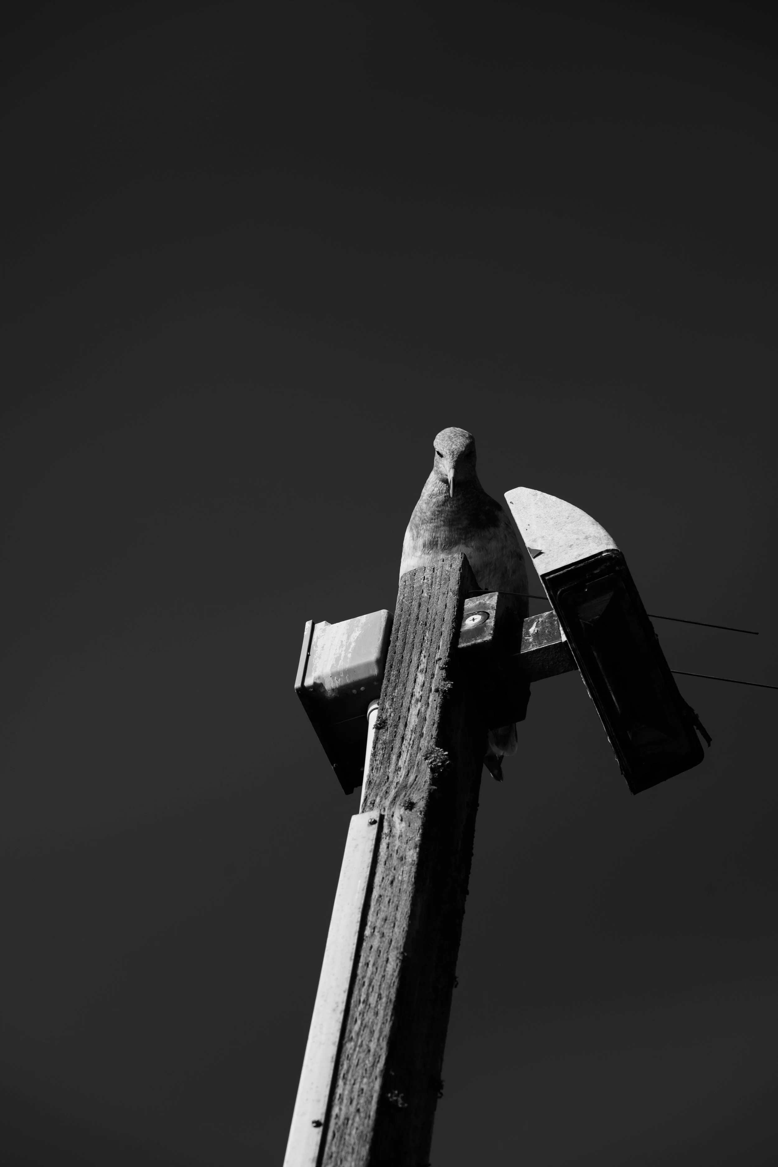 A pigeon atop a weathered wooden utility pole with electrical devices, against a clear dark sky in black and white.