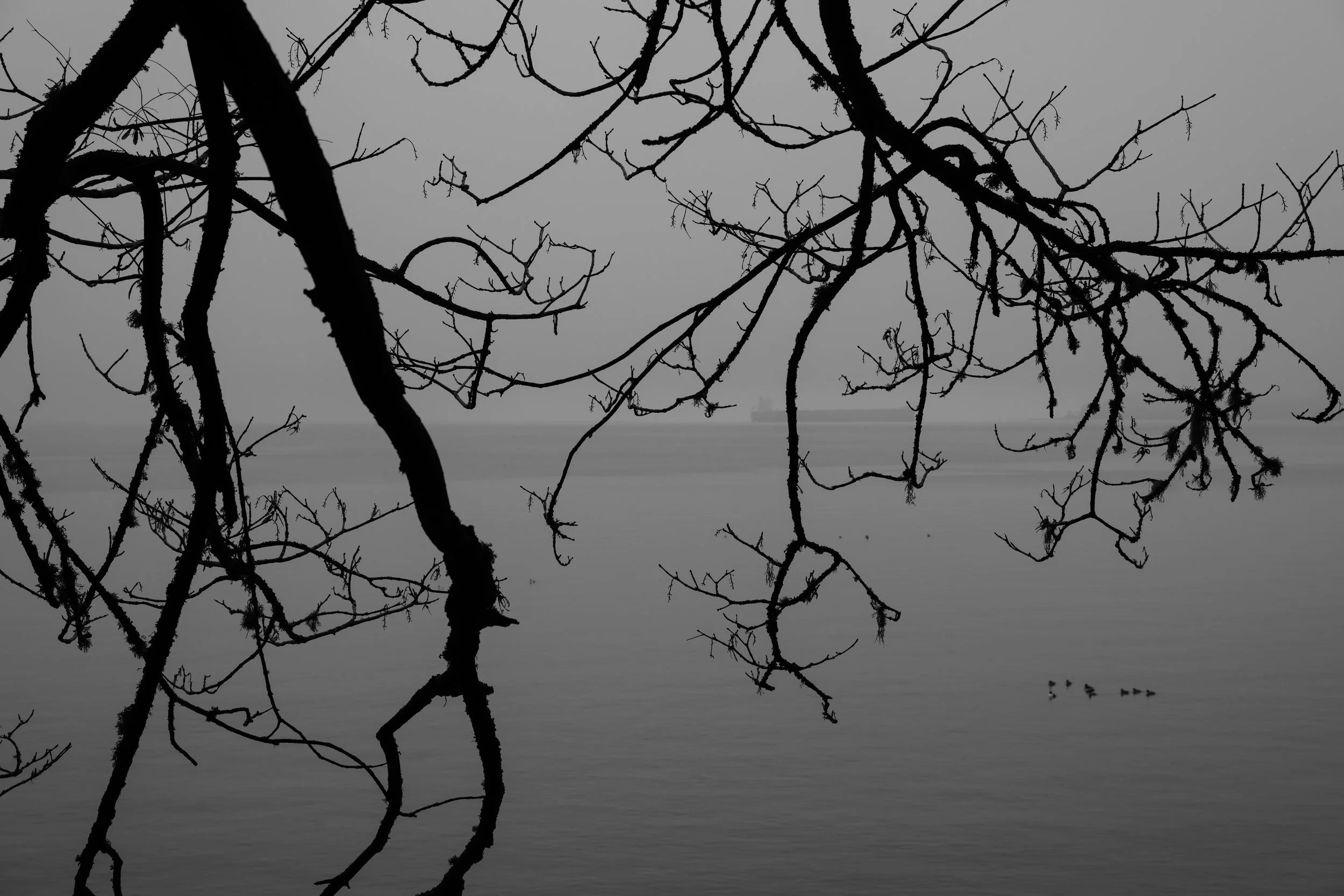 Silhouette of leafless tree branches over a calm body of water with a foggy or overcast sky in the background.