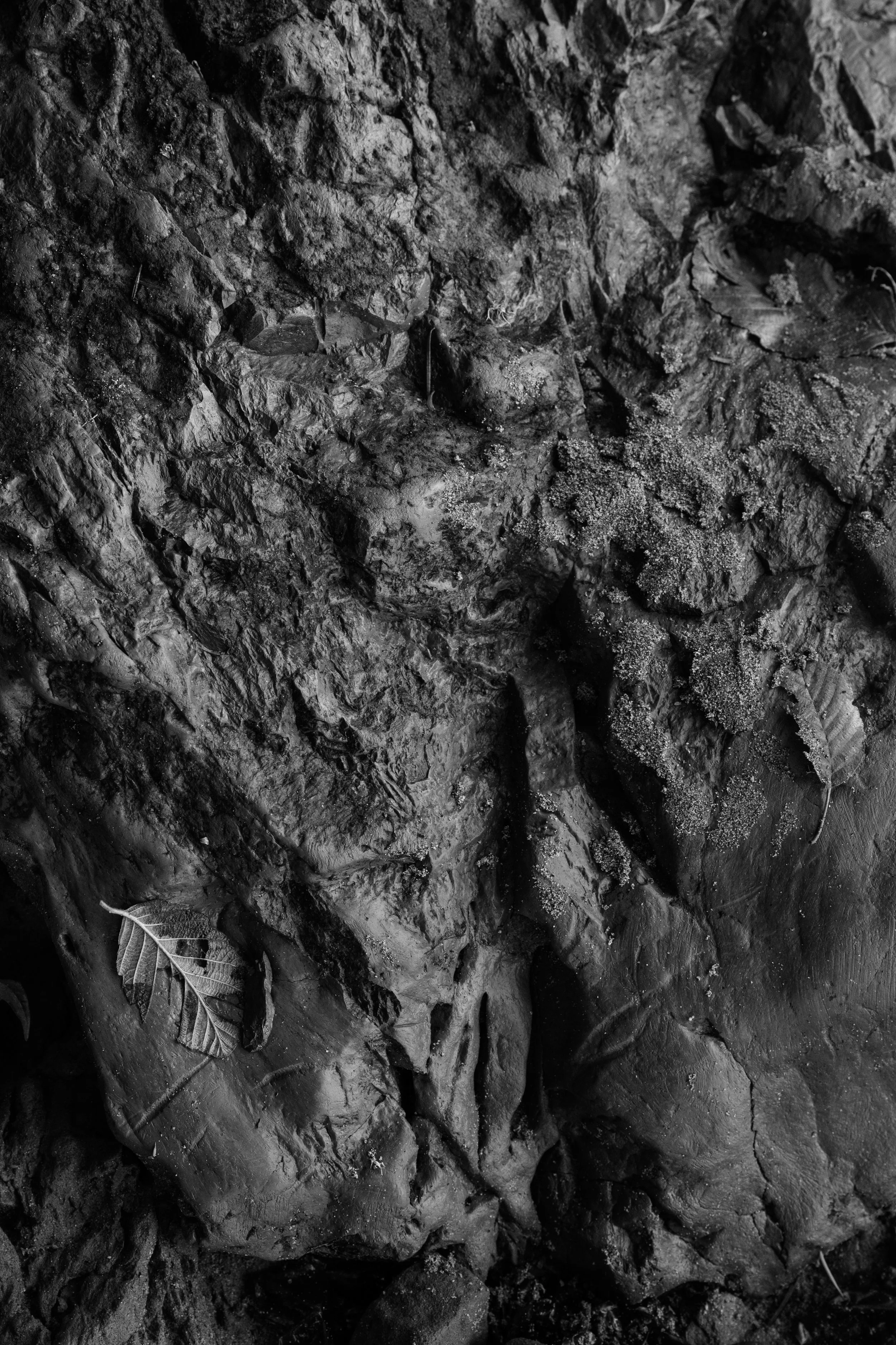 Close-up of textured, dark, rocky surface with some dried leaves scattered around.