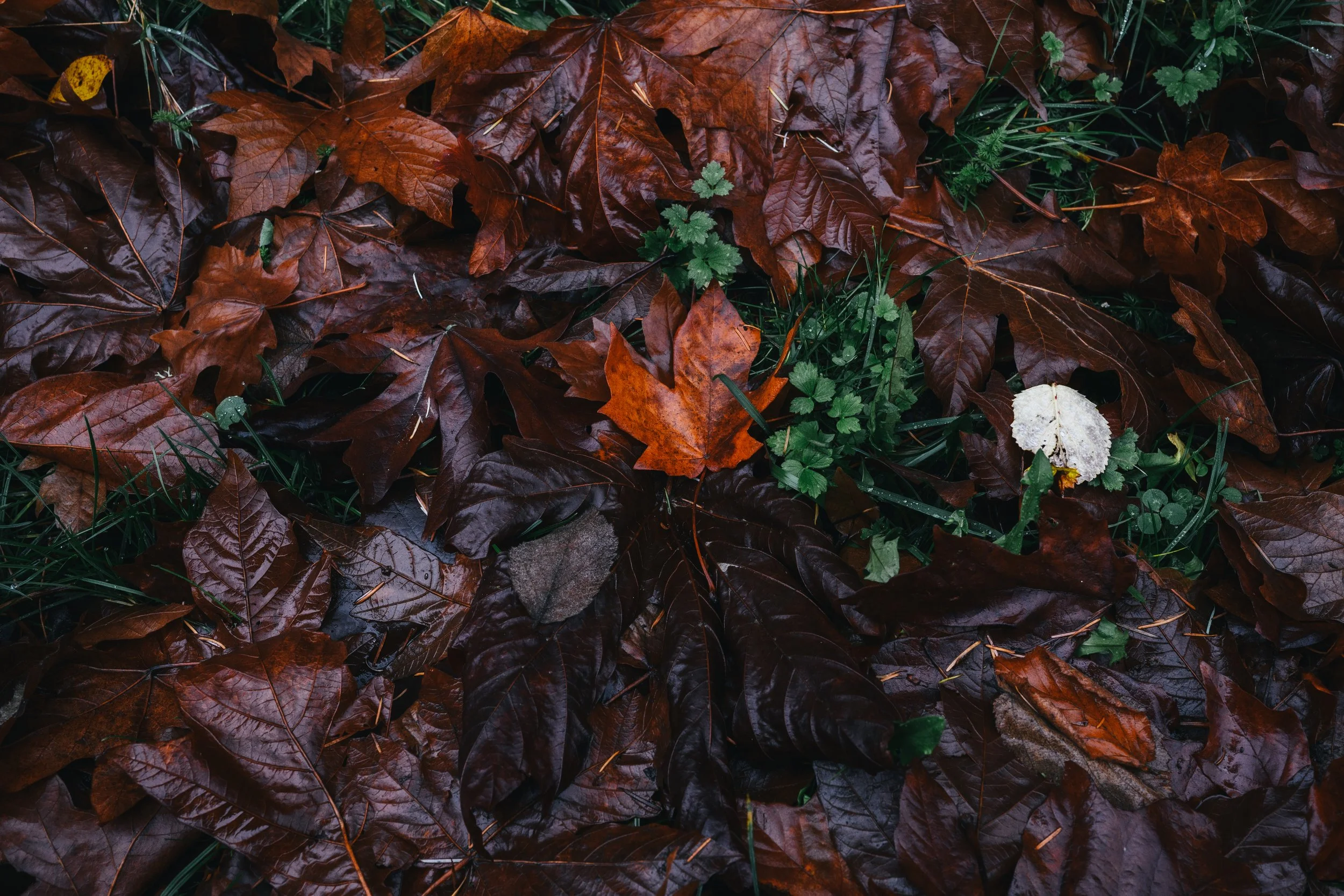 A close-up view of the ground with wet brown fallen leaves and some green plants and grass.