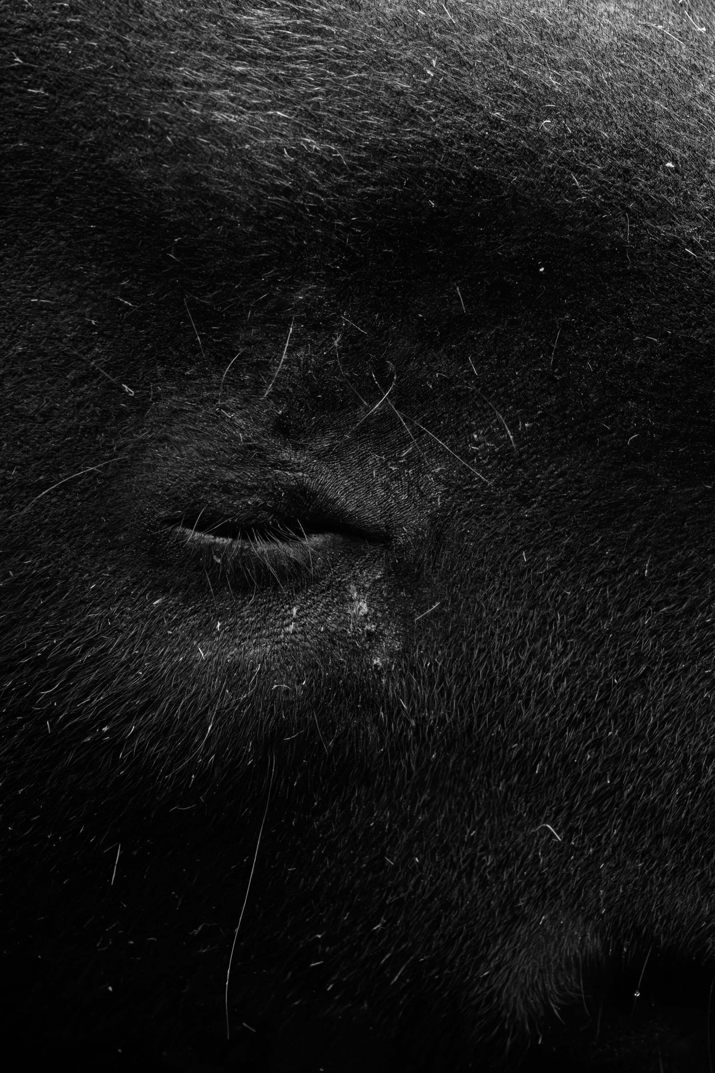 Close-up of an animal's face with one eye partially closed, detail of fur and skin.