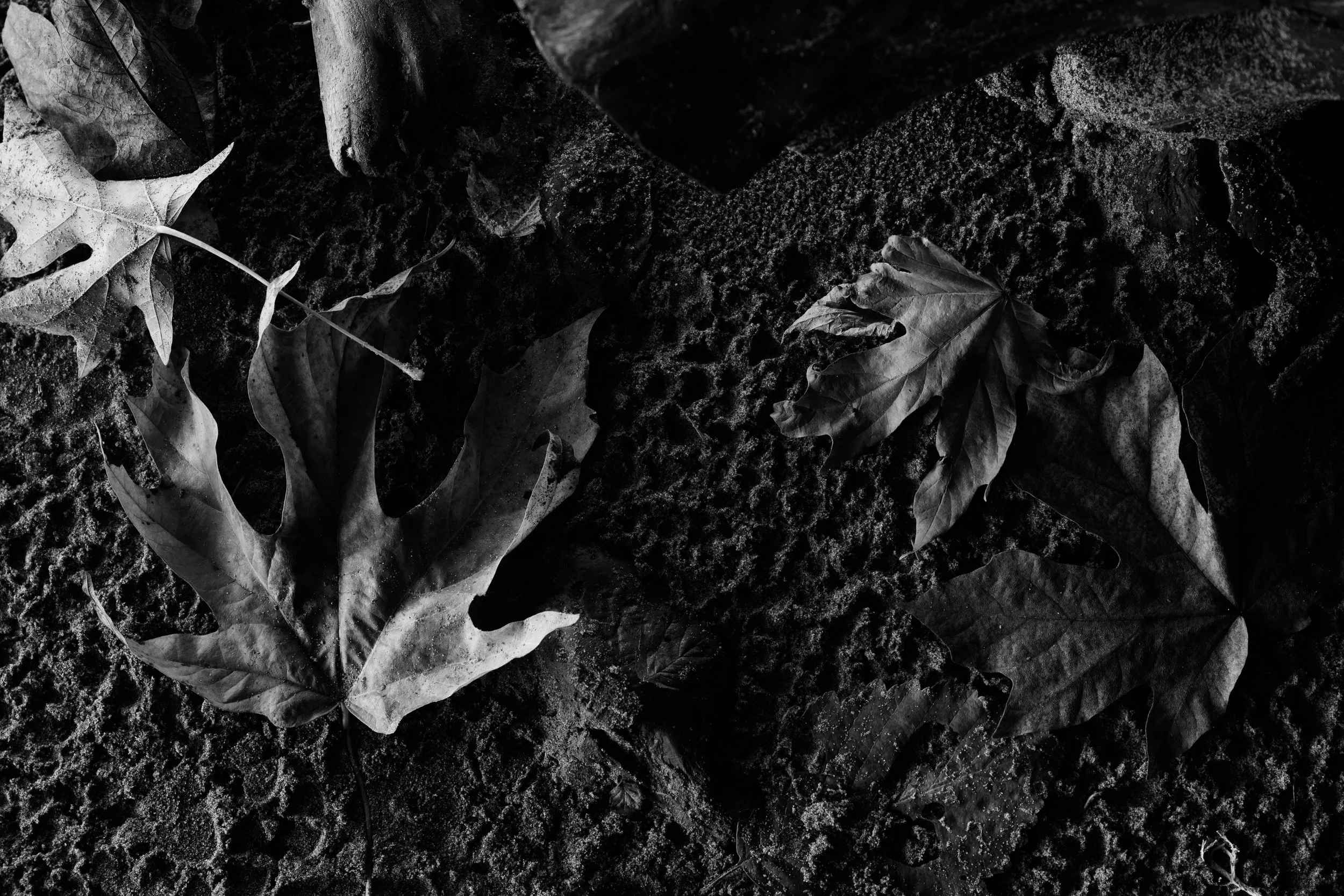Black and white photograph of fallen leaves on dark textured ground.