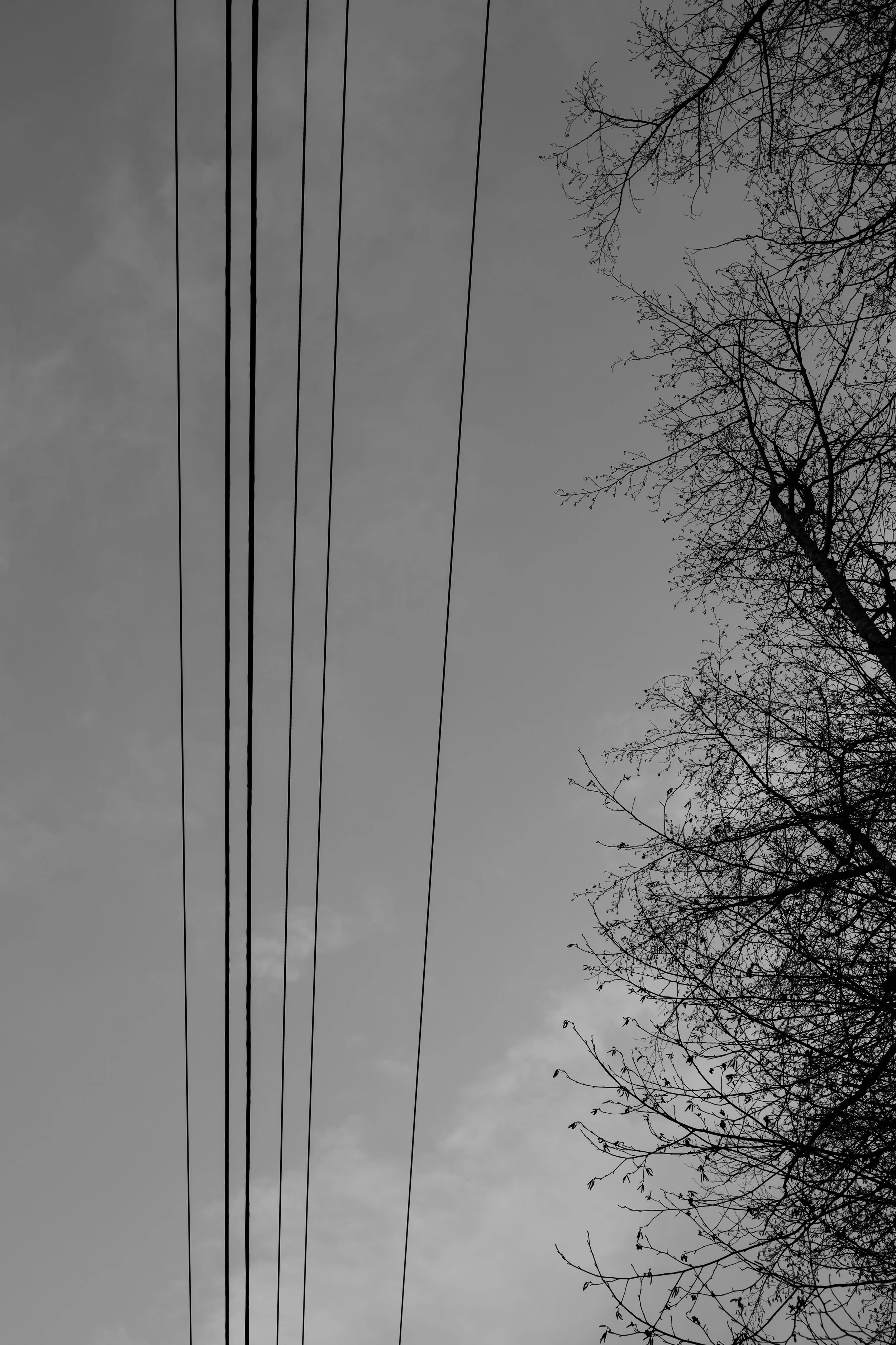 Black and white photo of a cloudy sky with power lines and bare tree branches.