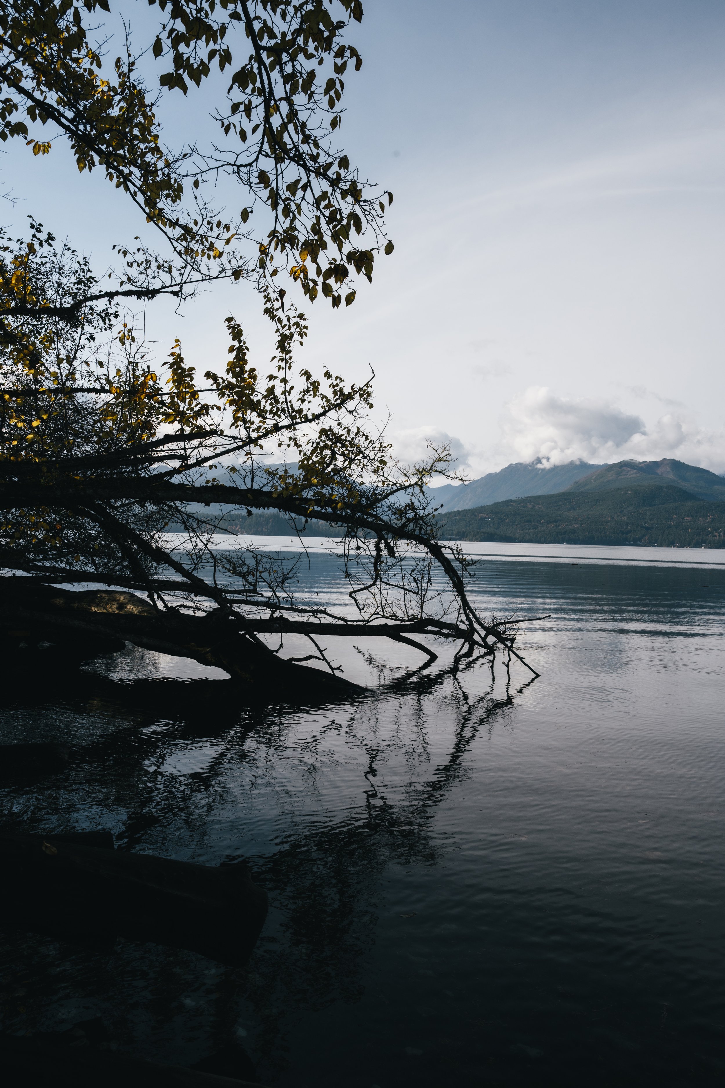A lakeside scene with calm water, a tree branch extending over the water, and mountains in the background under a partly cloudy sky.