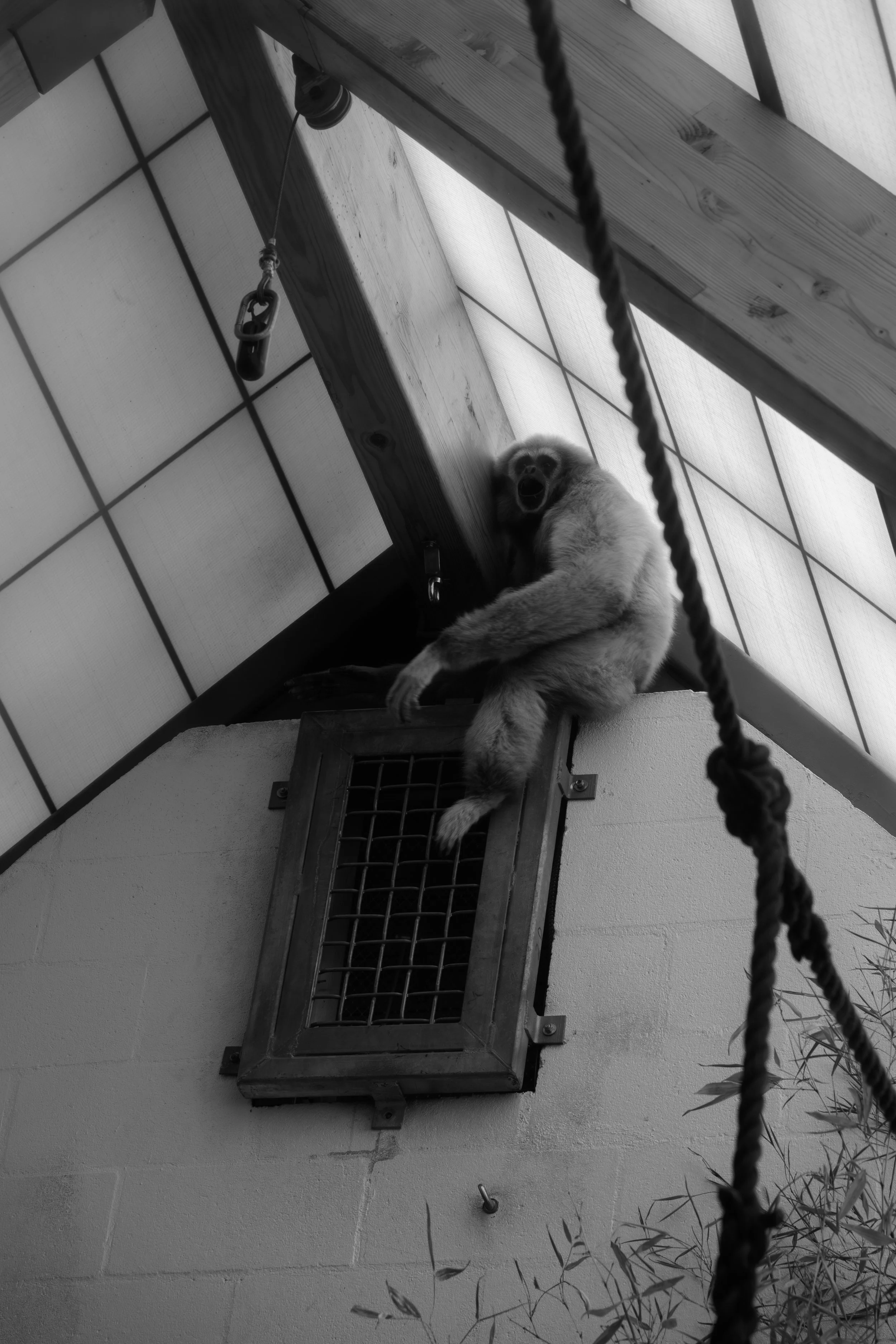A black-and-white photo of a gibbon resting on a ledge inside an enclosure, with a slanted roof and netting visible, and a rope hanging in the foreground.