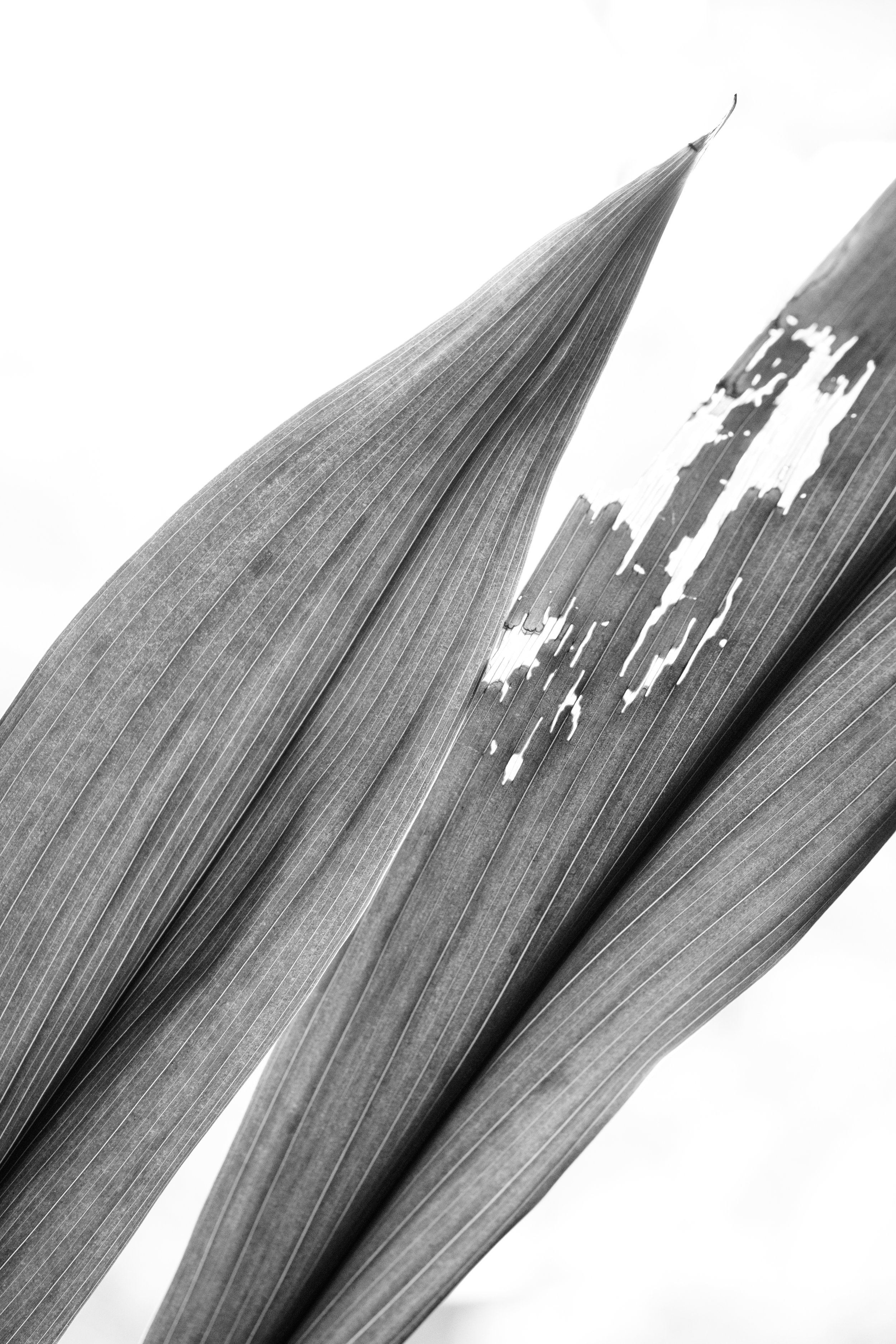 Close-up of two weathered, torn leaves with visible veins, in black and white.