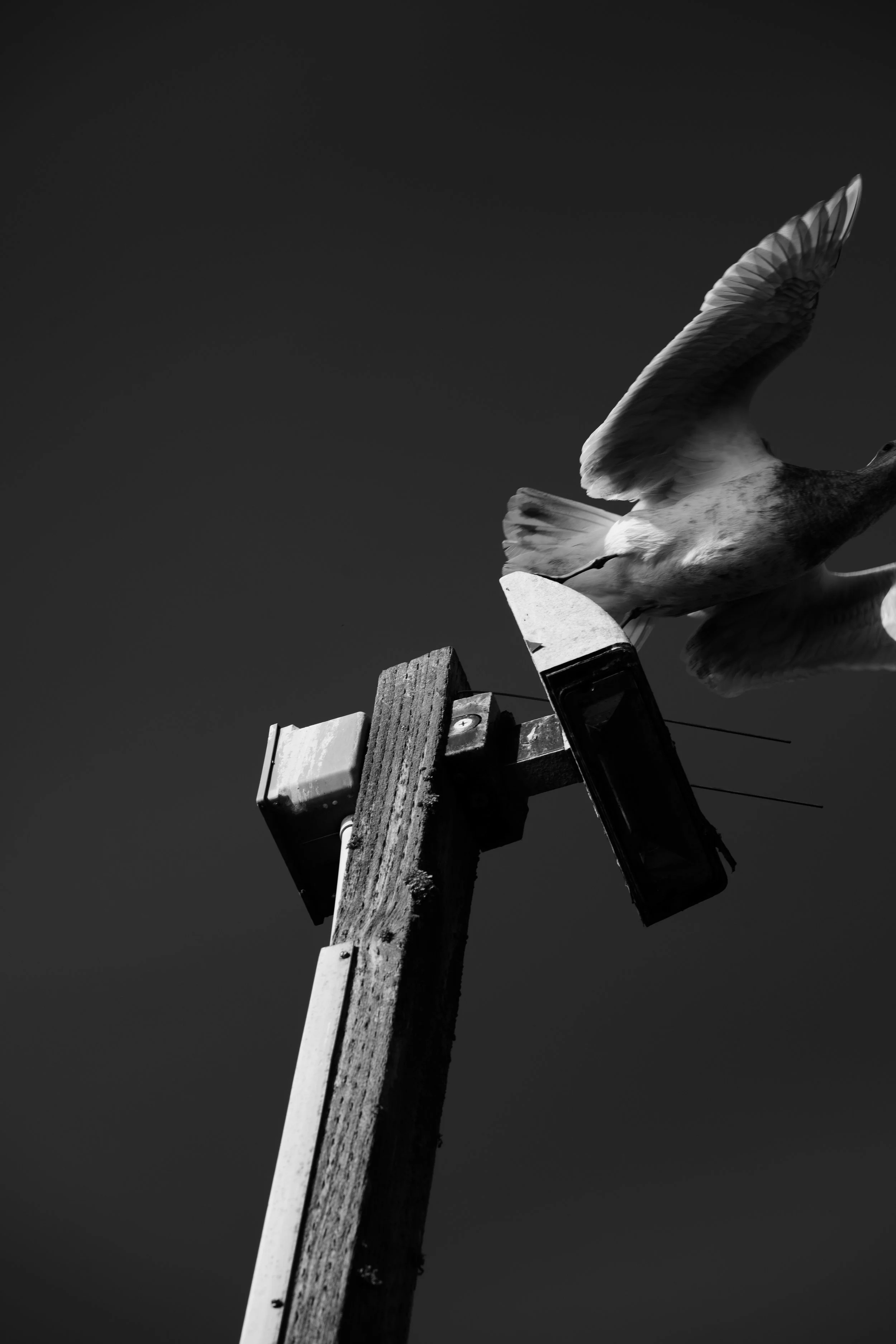 A seagull perched on a weathered wooden utility pole with a dark sky background, captured in black and white.
