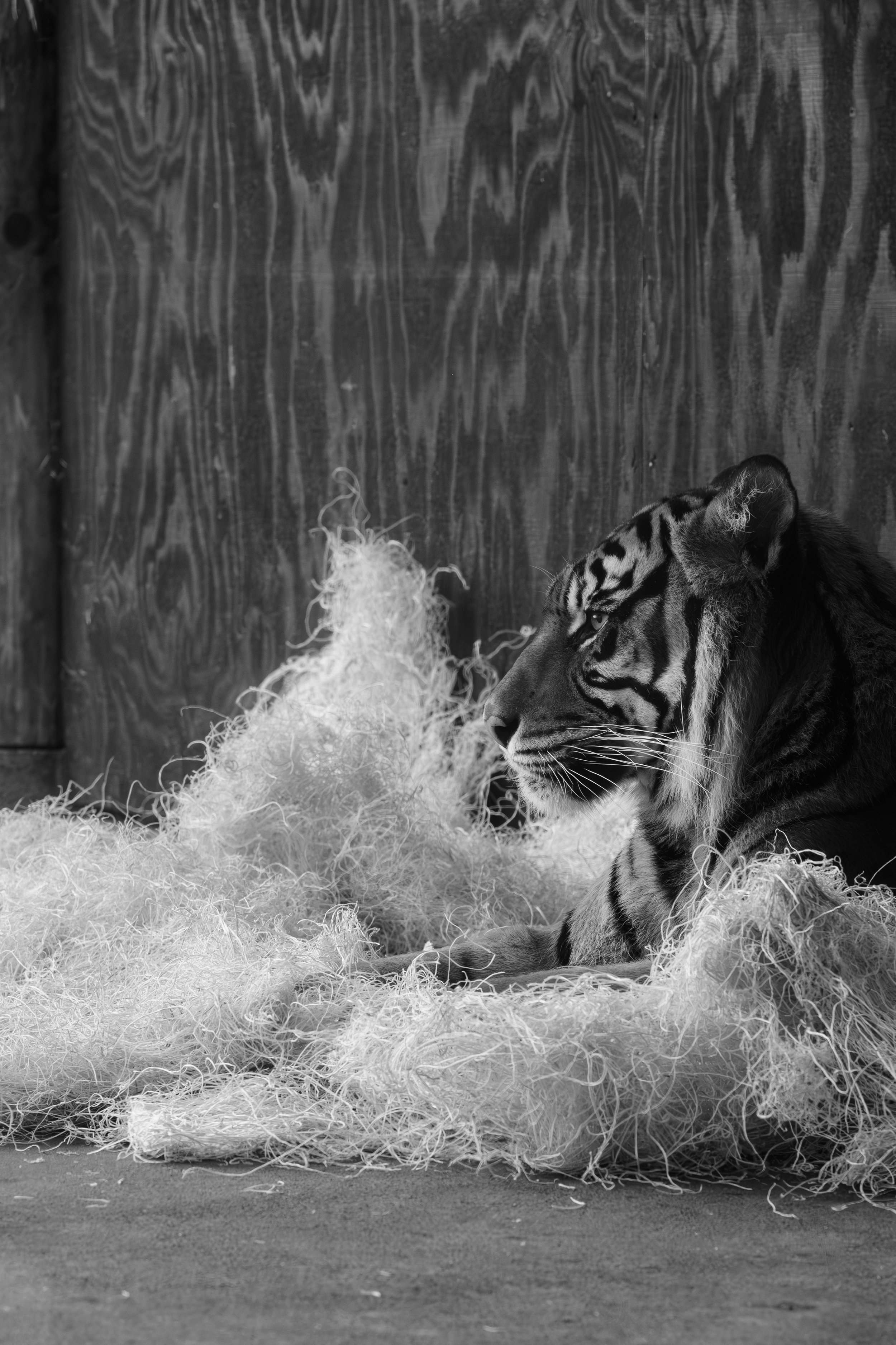 A tiger resting on shredded material inside a wooden enclosure.