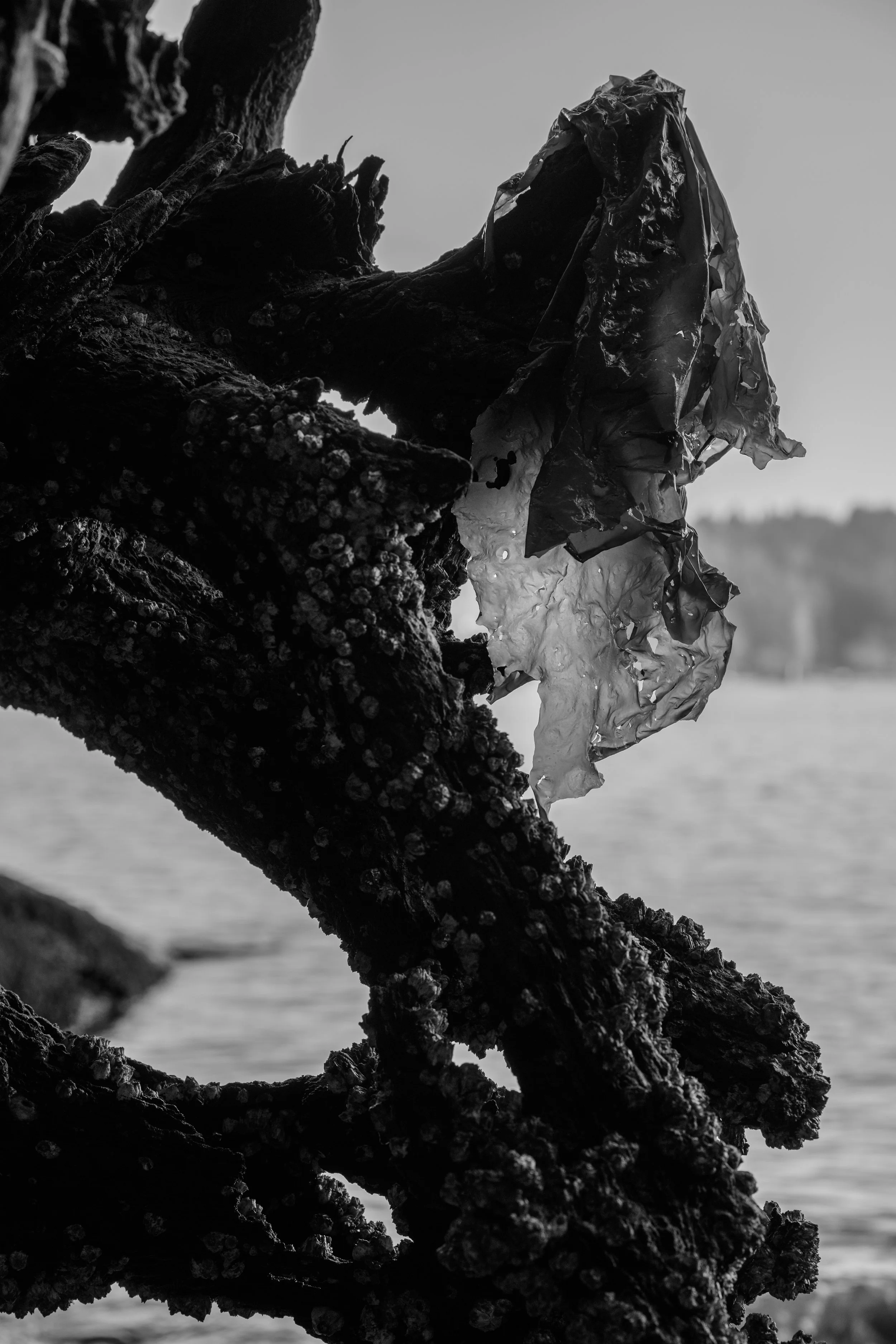 A close-up view of a weathered tree branch with barnacles and a piece of translucent plastic or film attached, with a body of water and distant land in the background, in black and white.