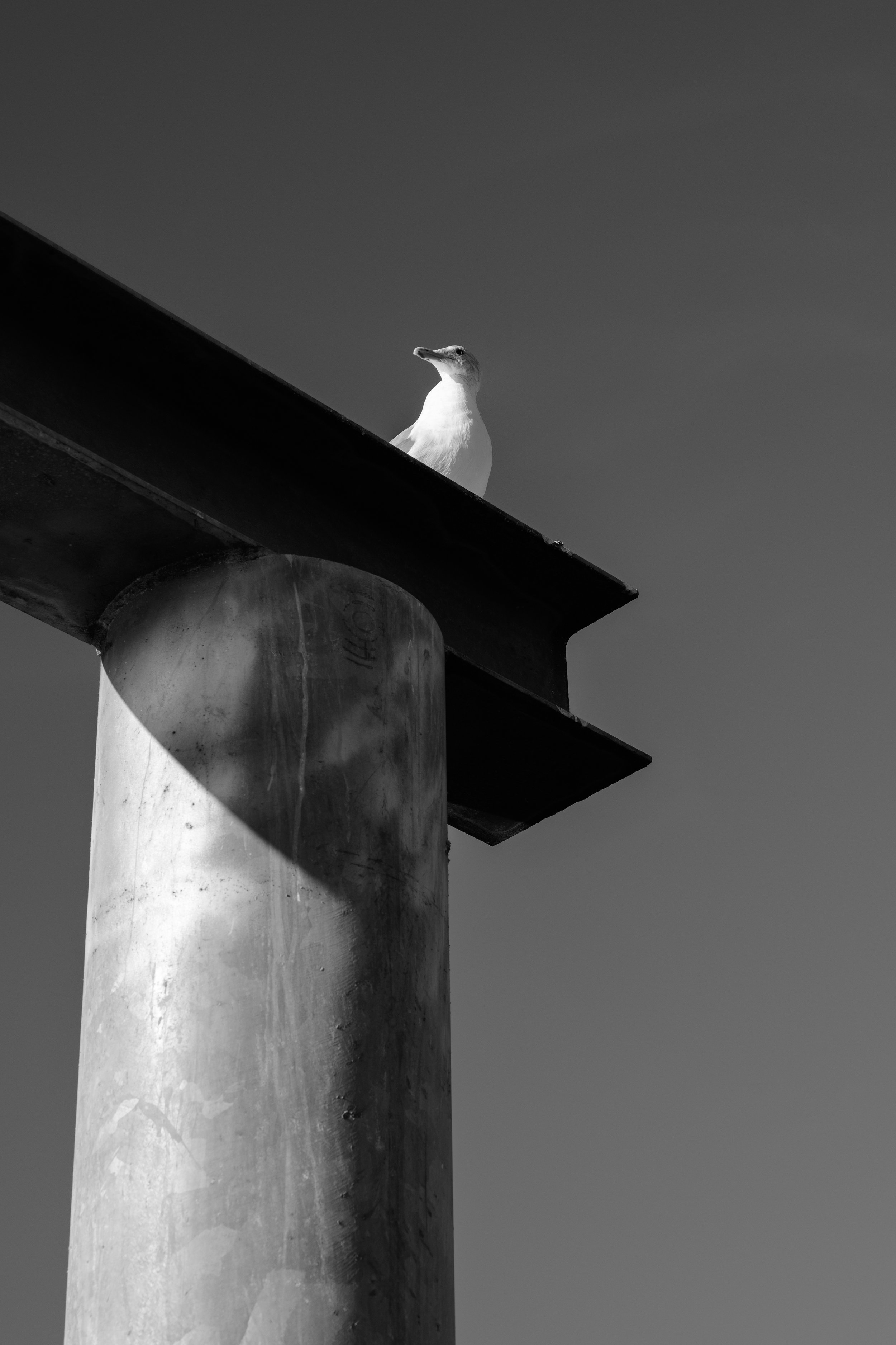 A black and white photo of a seagull perched on a metal corner of a concrete pillar and rooftop against a clear sky.