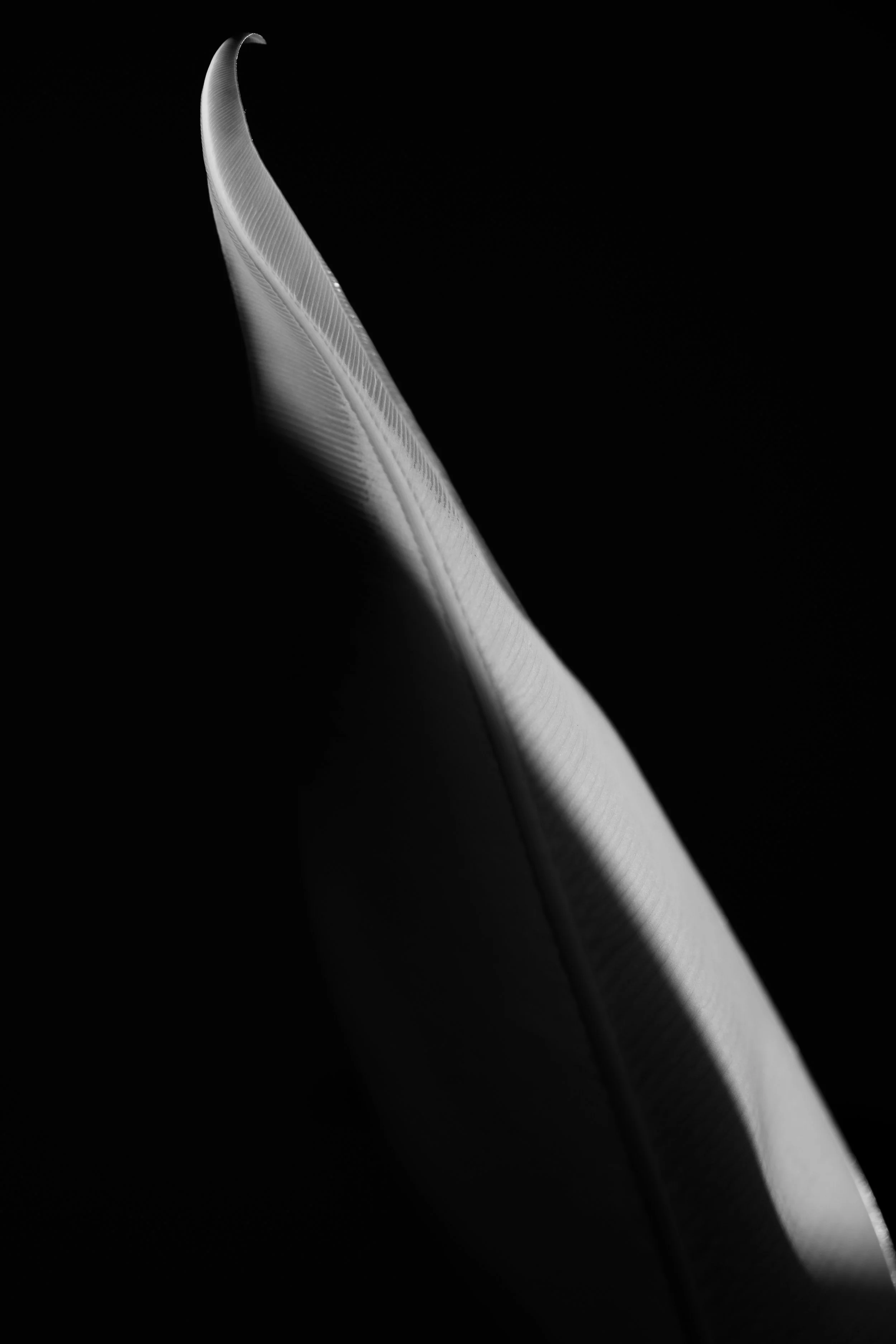 Close-up of a white, textured bird of paradise flower petal against a dark background.