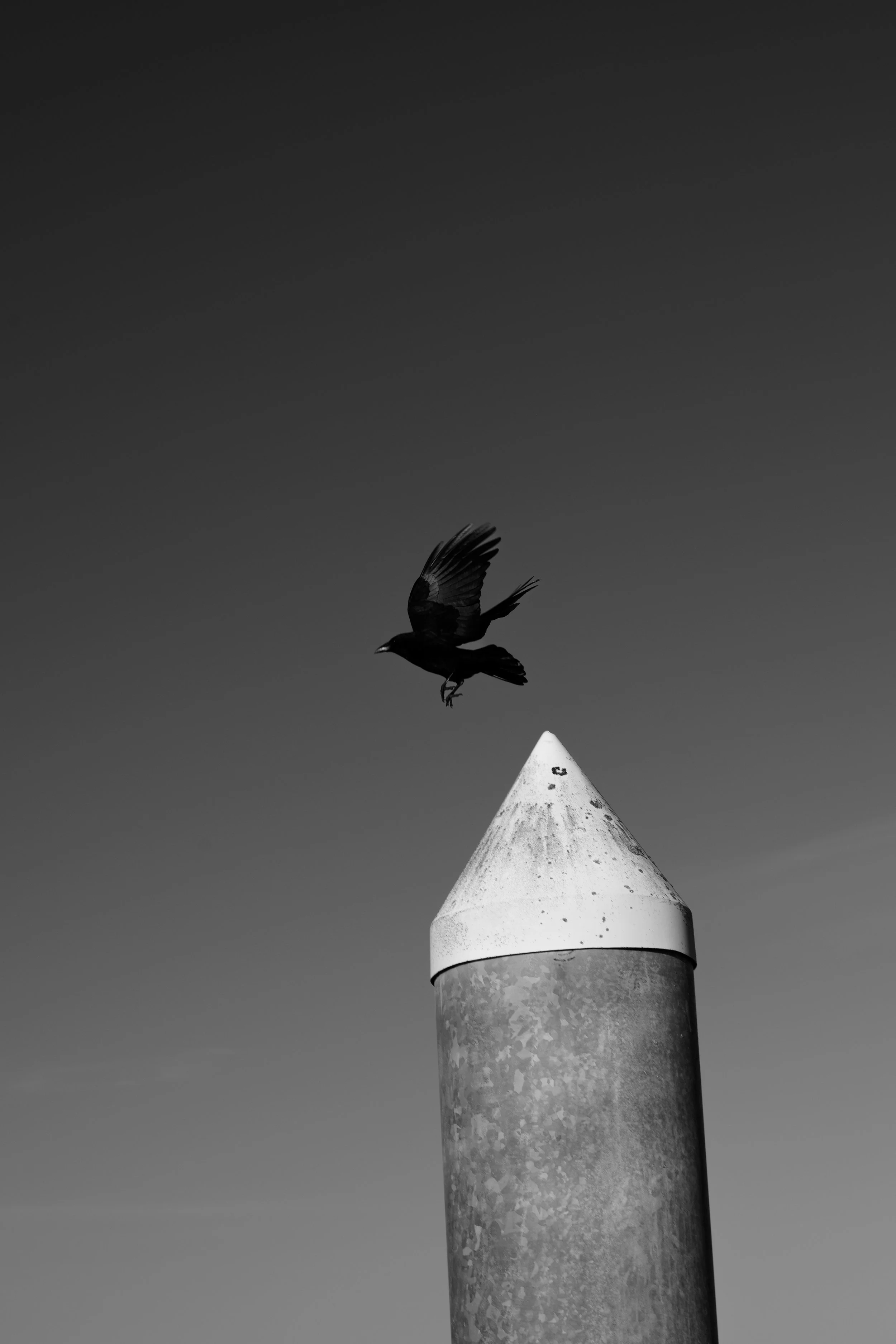 A black bird in flight above a metallic cylindrical object with a conical top, against a clear sky.