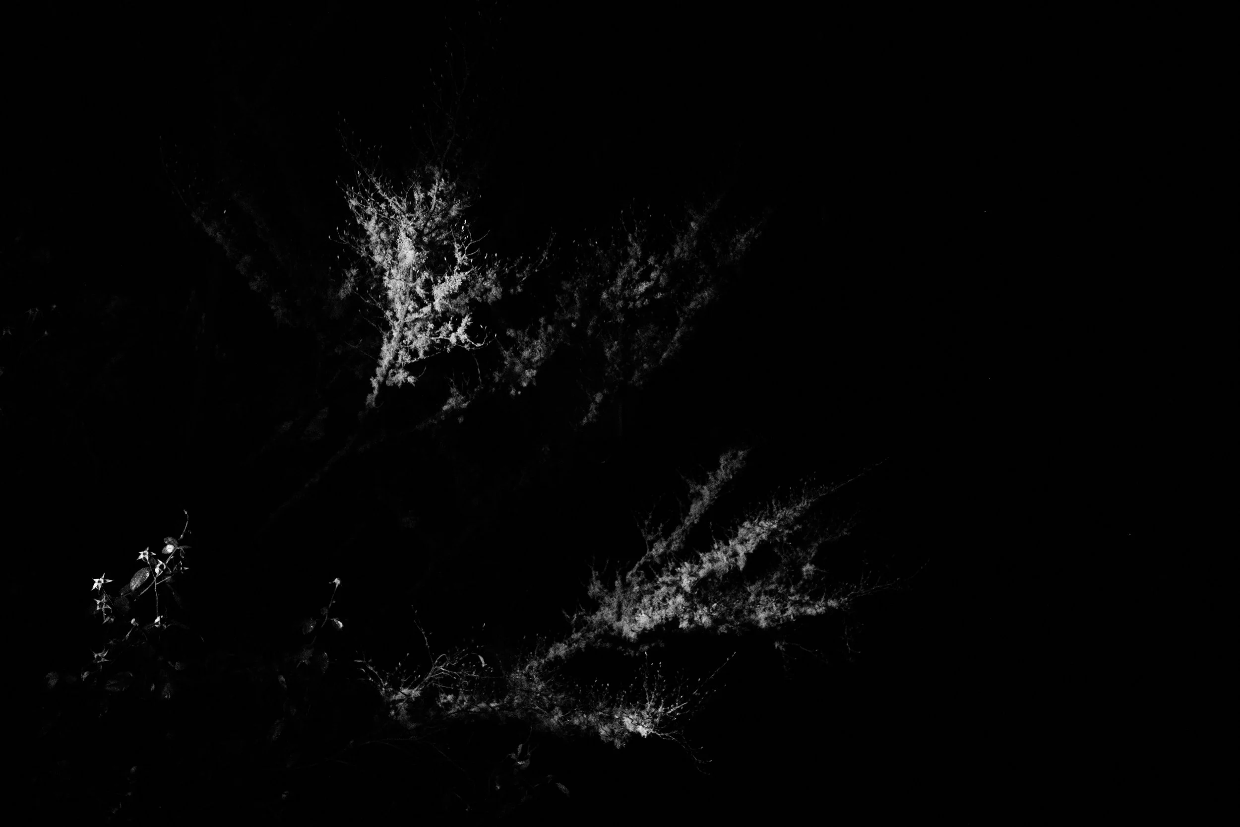 Black and white photo of tree branches with minimal lighting, creating a stark contrast against the dark background.