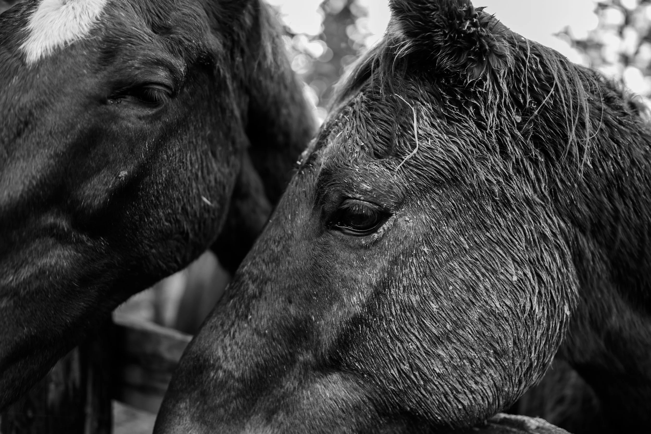 Close-up black and white photo of two horses touching noses.