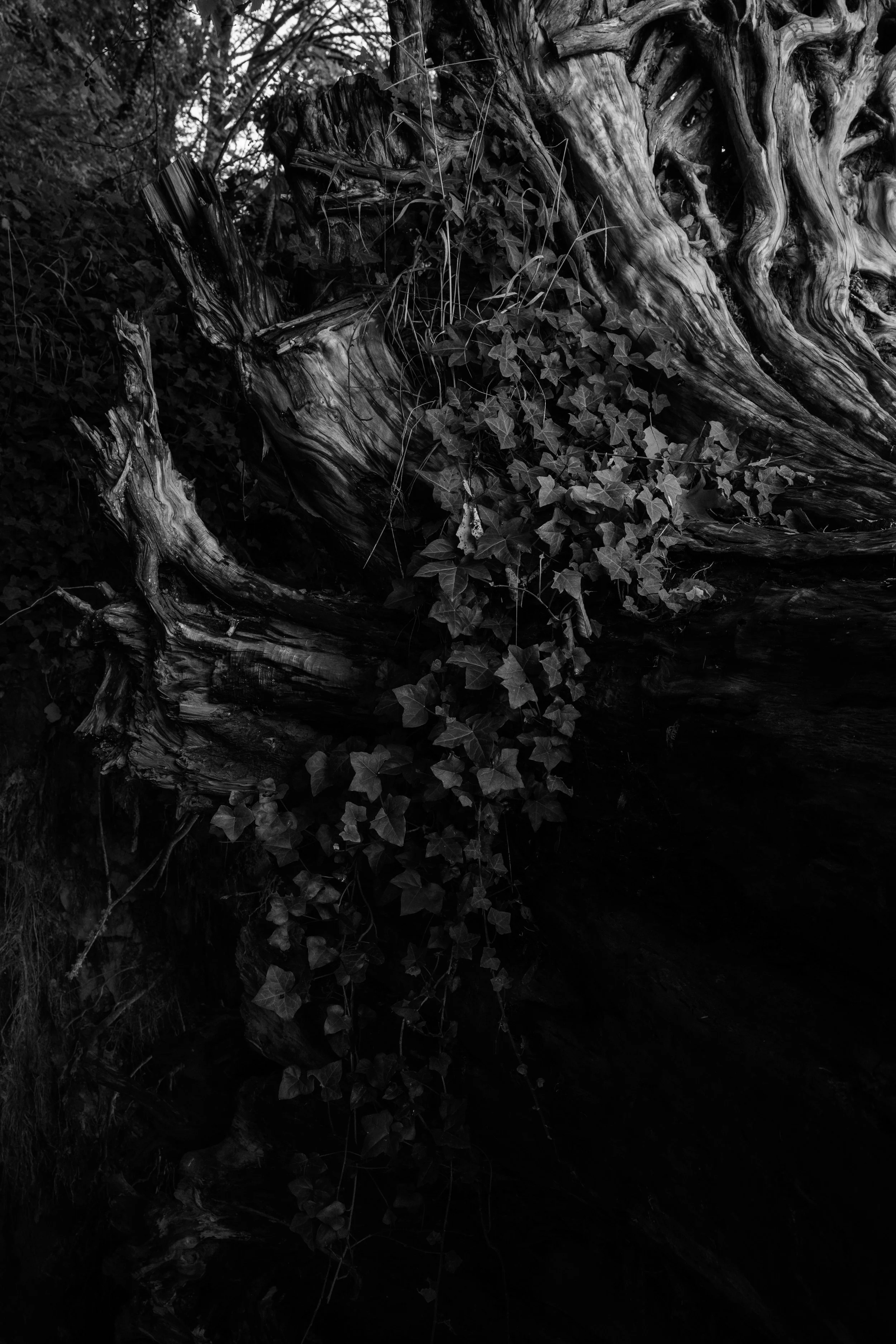 Close-up of a weathered, twisted tree trunk with ivy growing on it, in black and white.