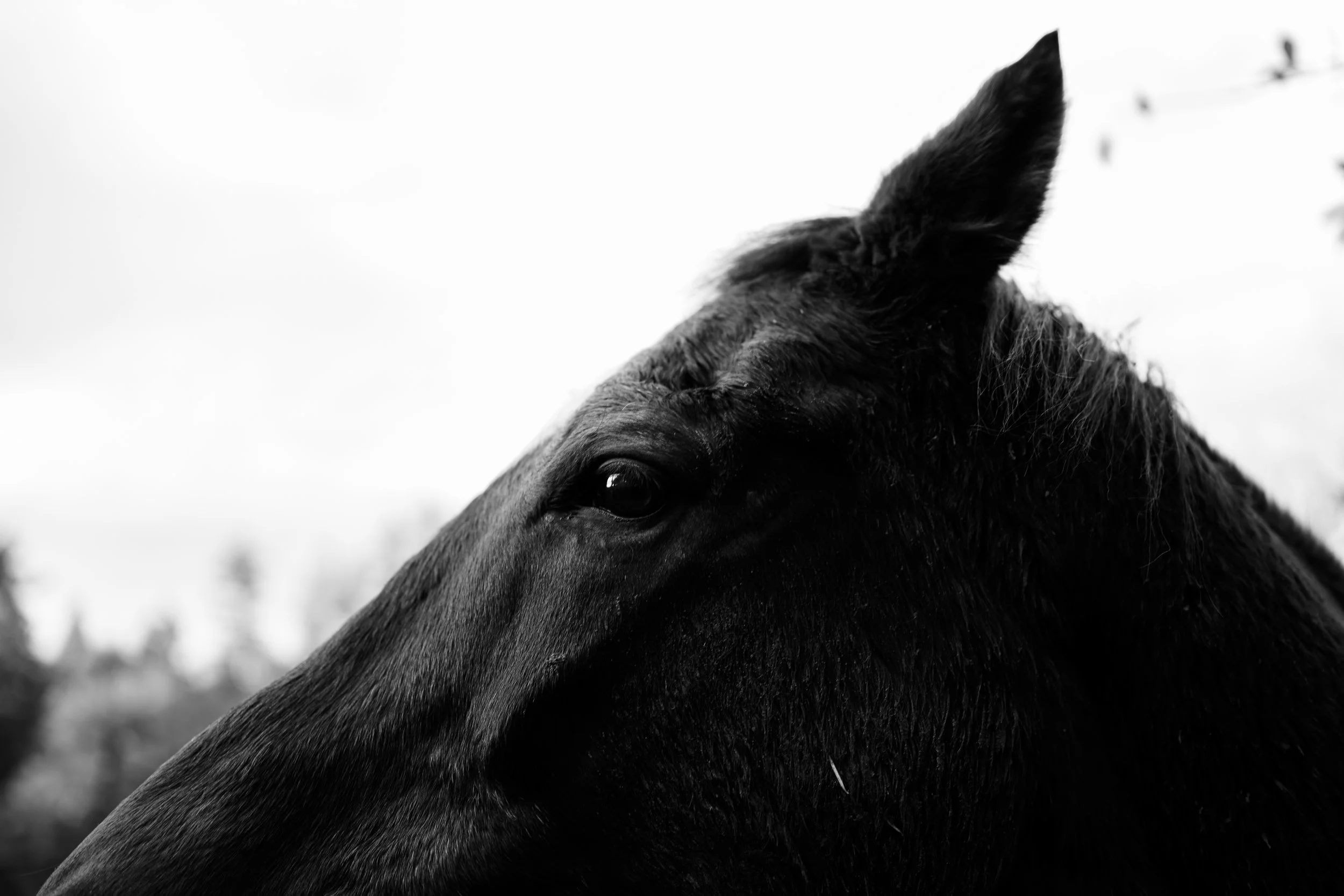 Close-up of a black horse's head in black and white, with its eye and ear visible, and a blurred outdoor background.
