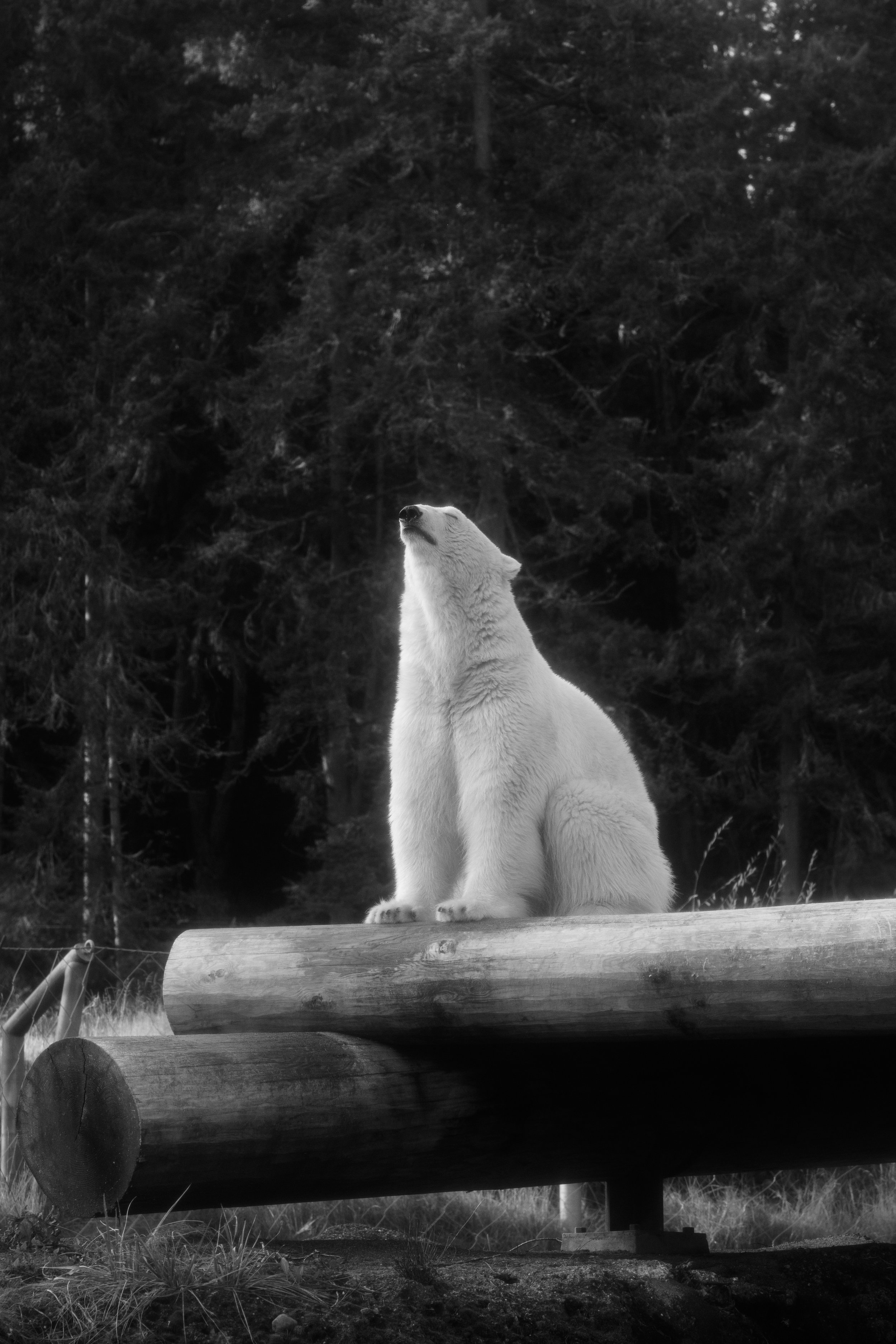 A polar bear sitting on a wooden log in a forested area.