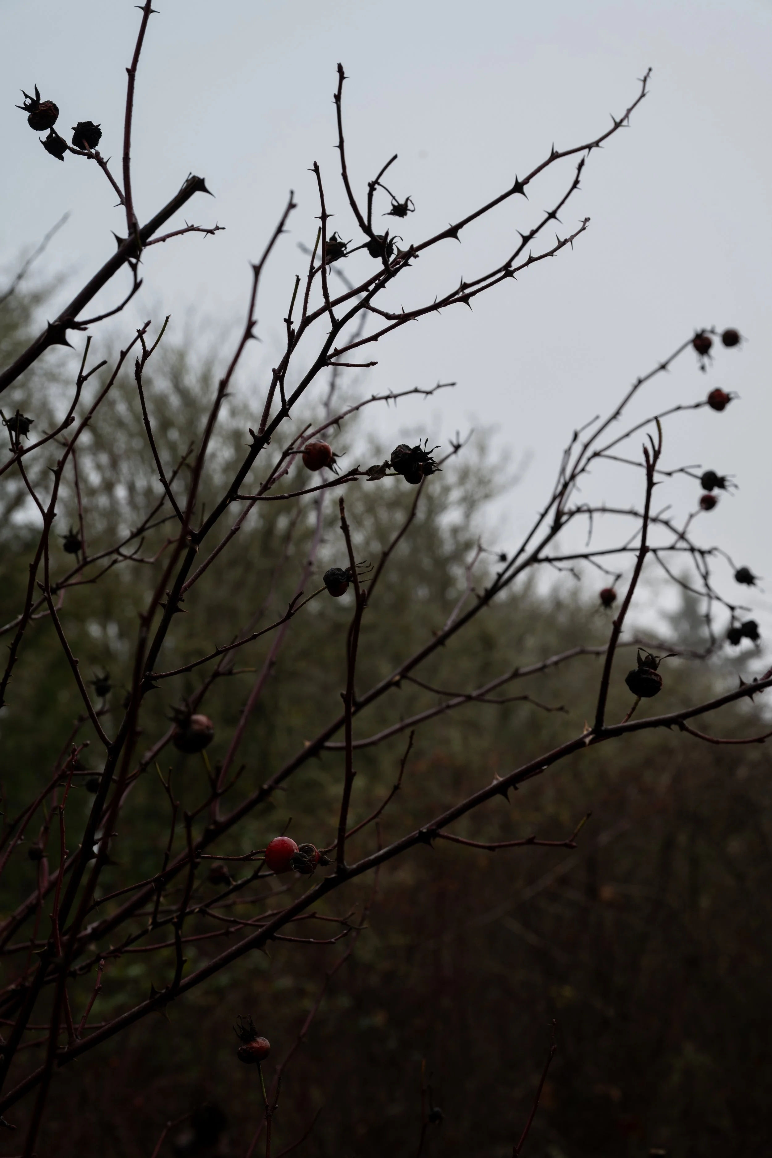 A close-up of a bare, thorny plant with dried fruit or berries, against a cloudy, overcast sky background.
