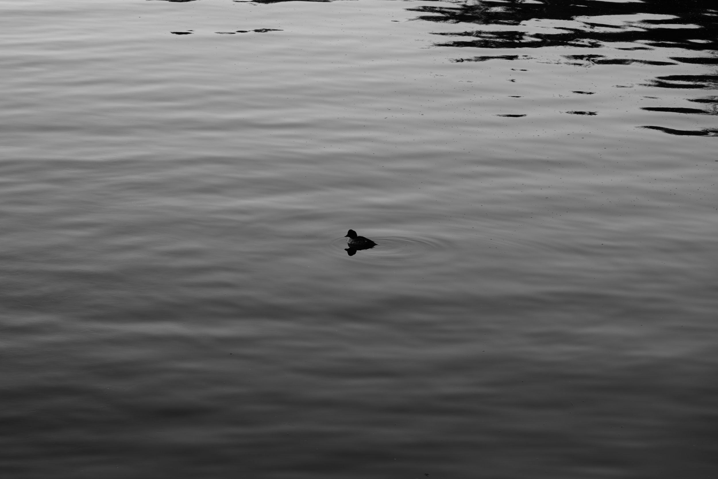 A single duck swimming in a calm body of water with ripples, black and white photograph.