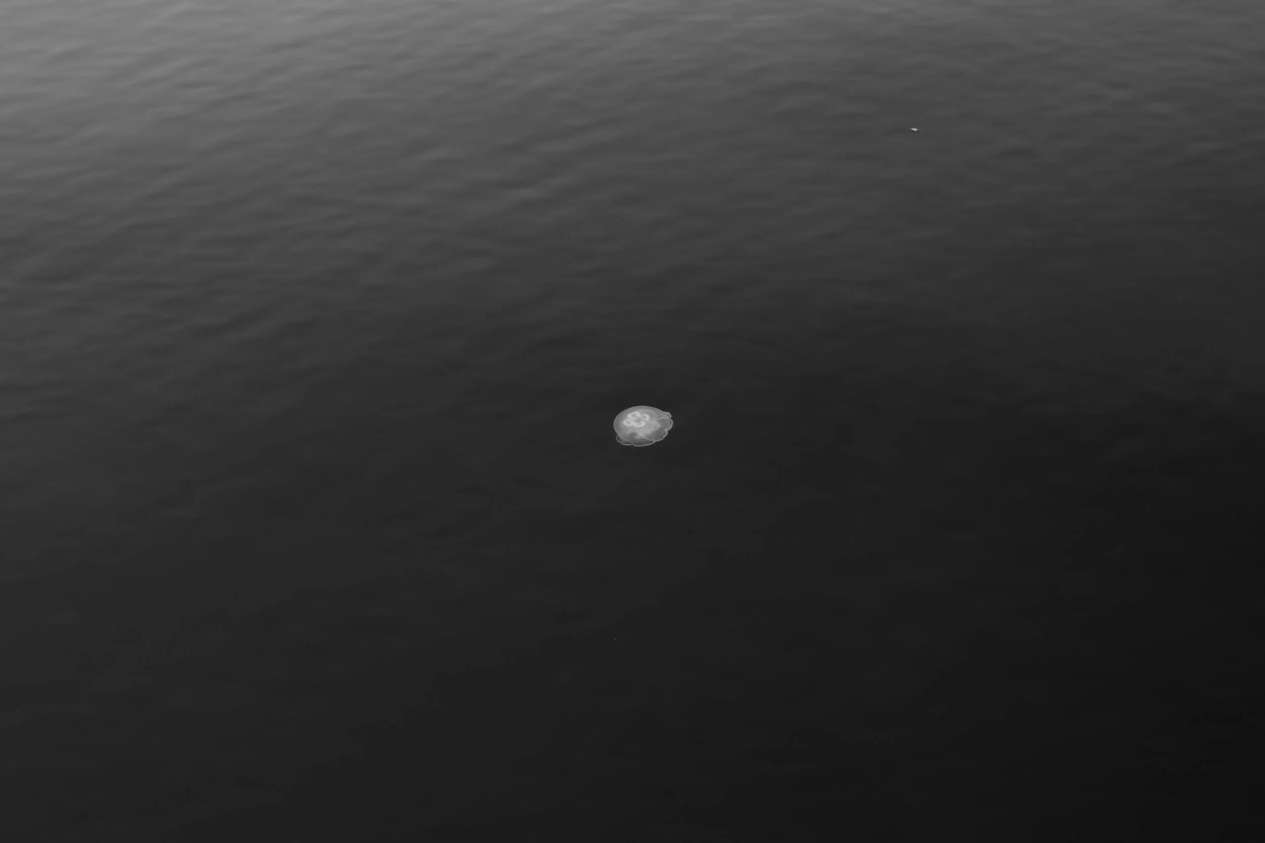 A single jellyfish floating in dark ocean water.