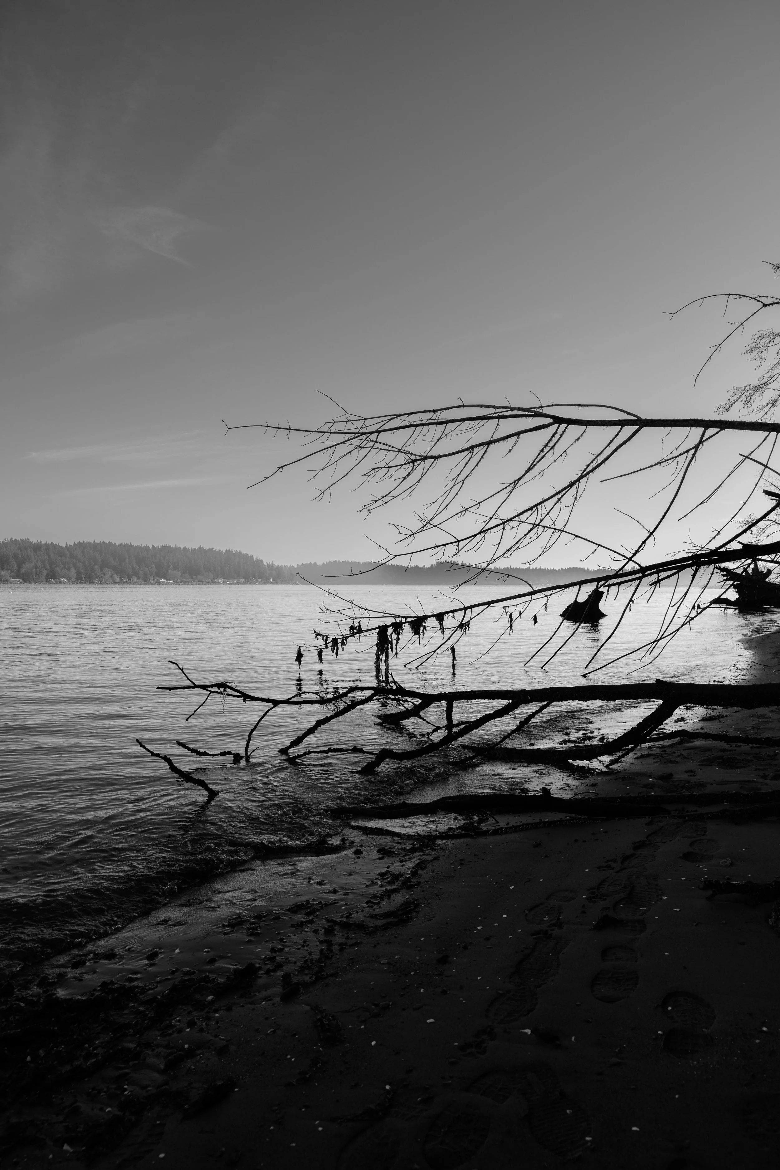 Black and white photo of a shoreline with a fallen tree branch extending over the water, footprints in the sand, and a distant tree-lined shore across the water.